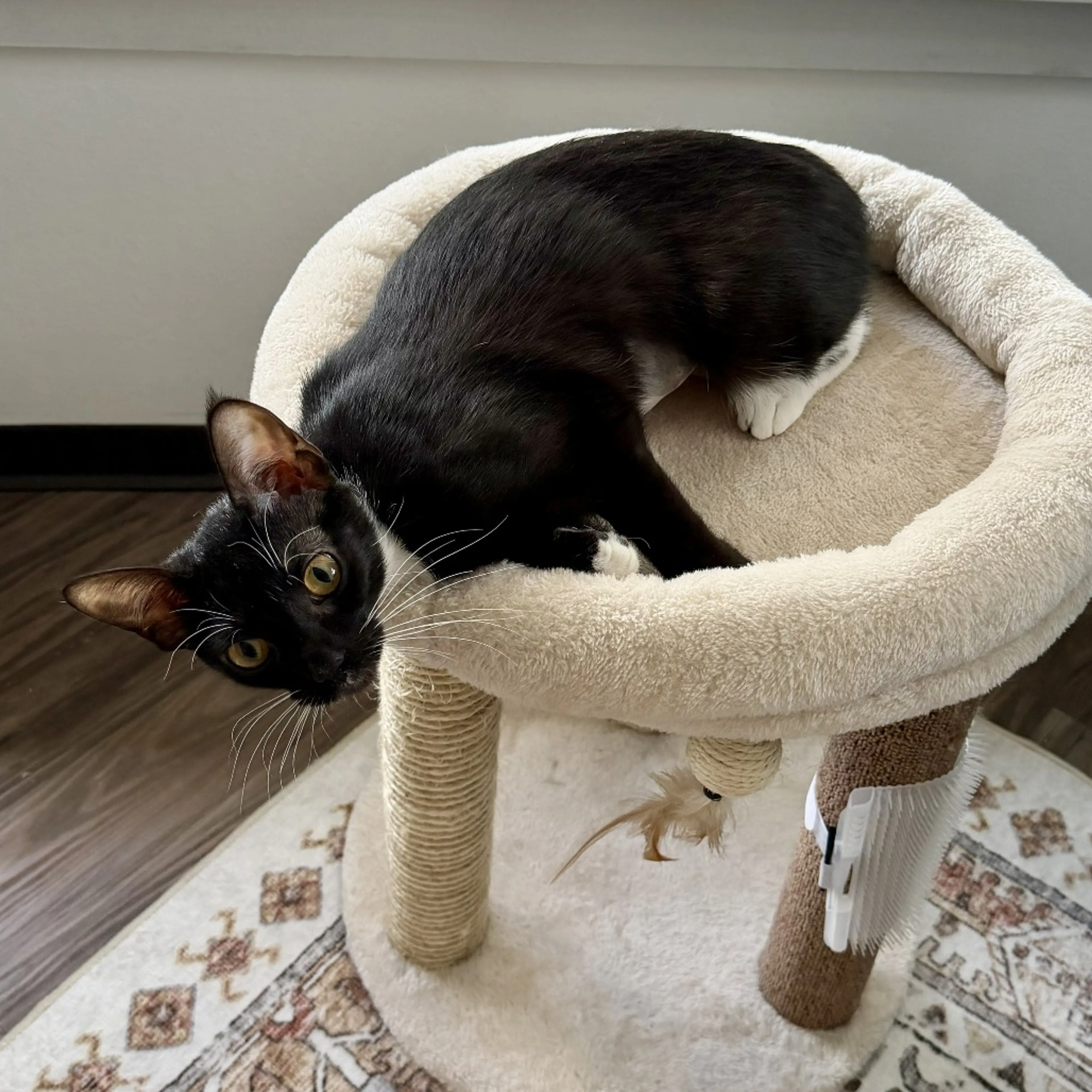 Found pet-1