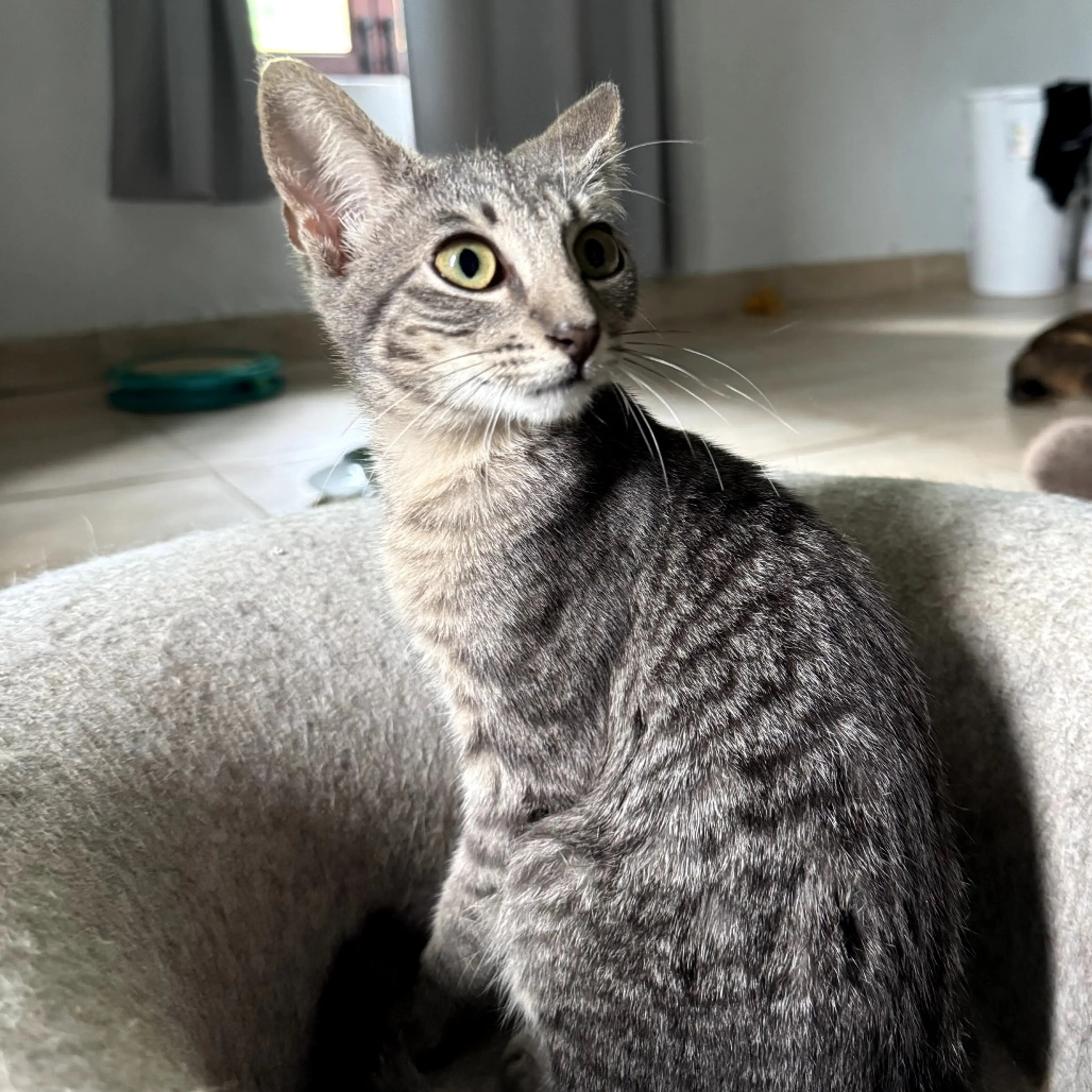 Found pet-5