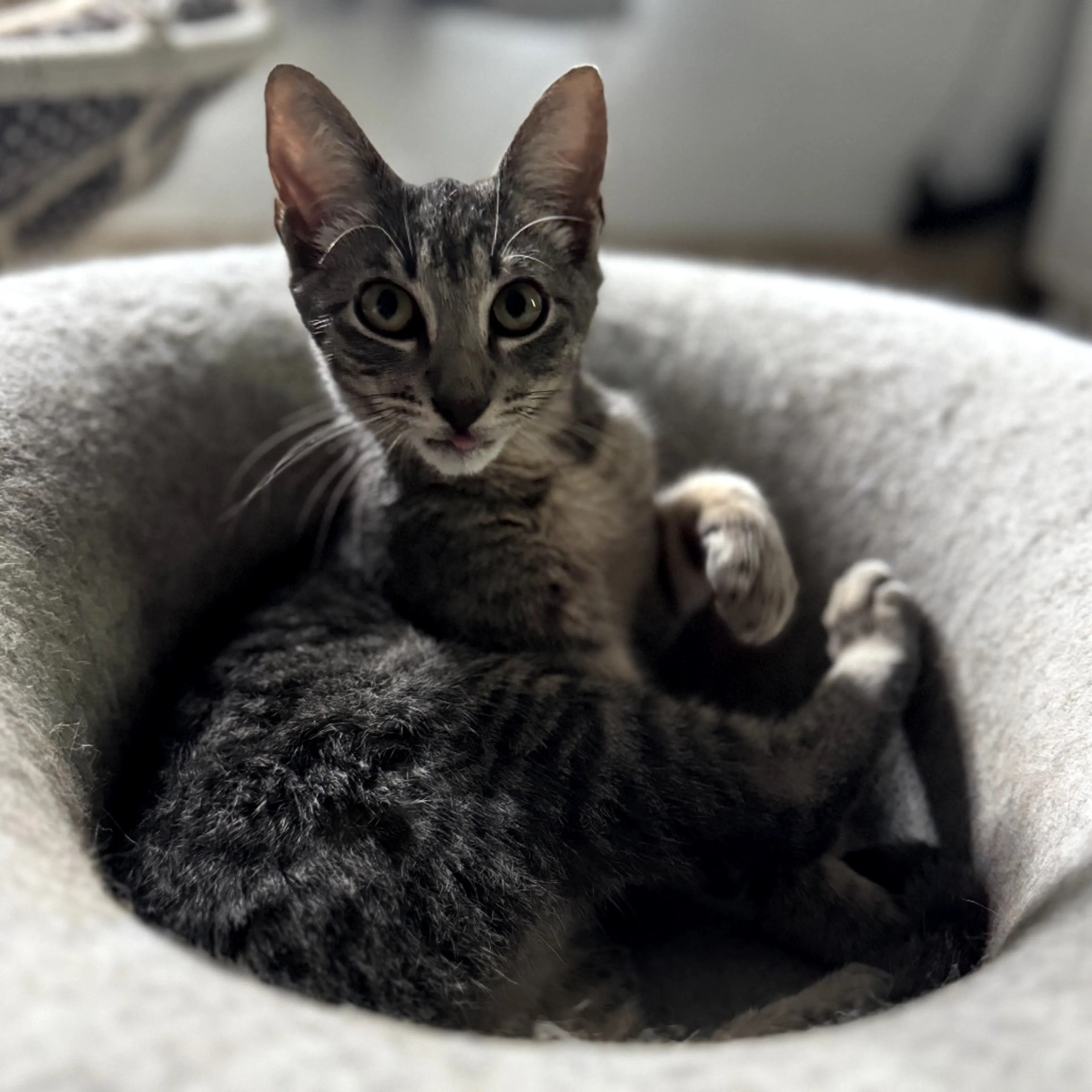 Found pet-3