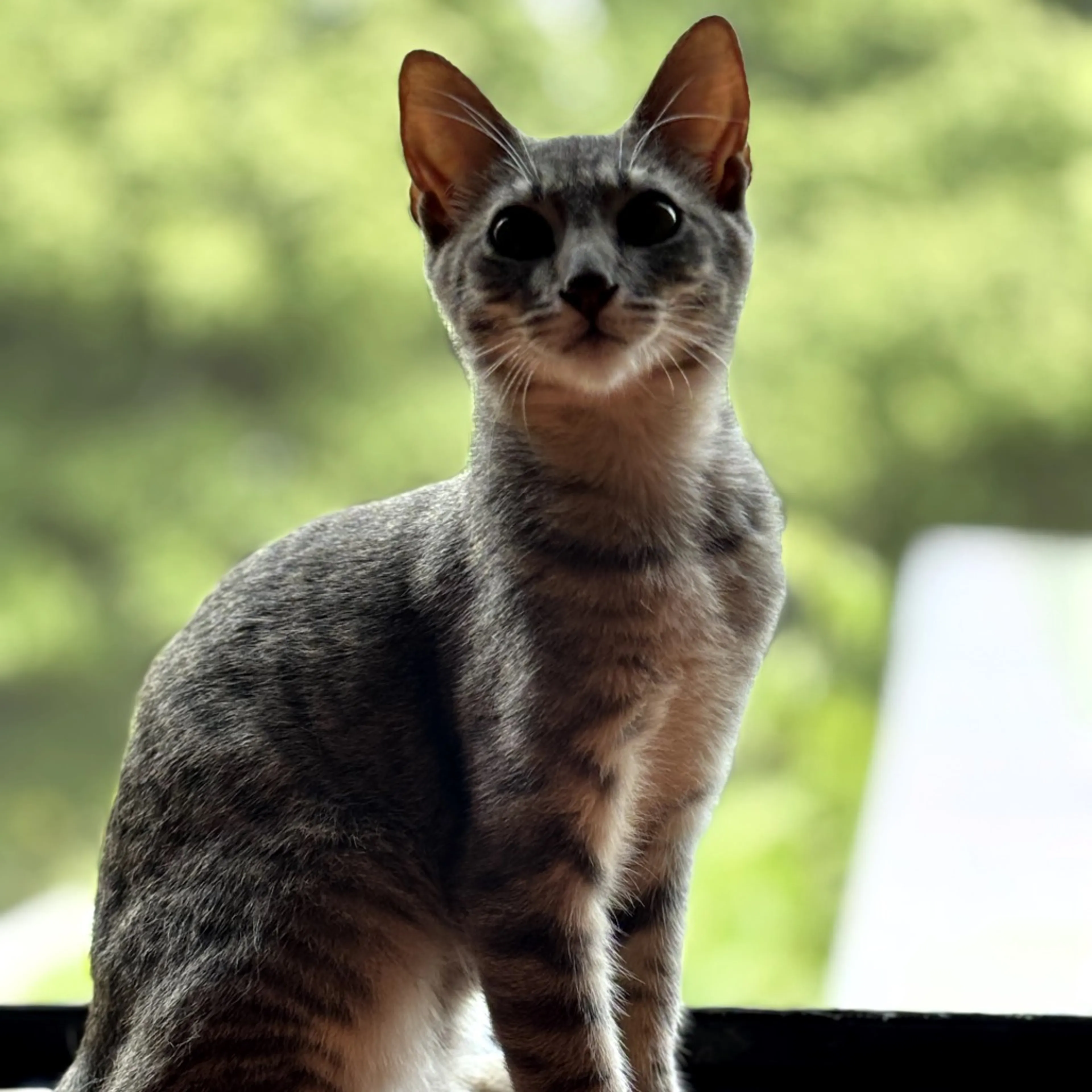 Found pet-8