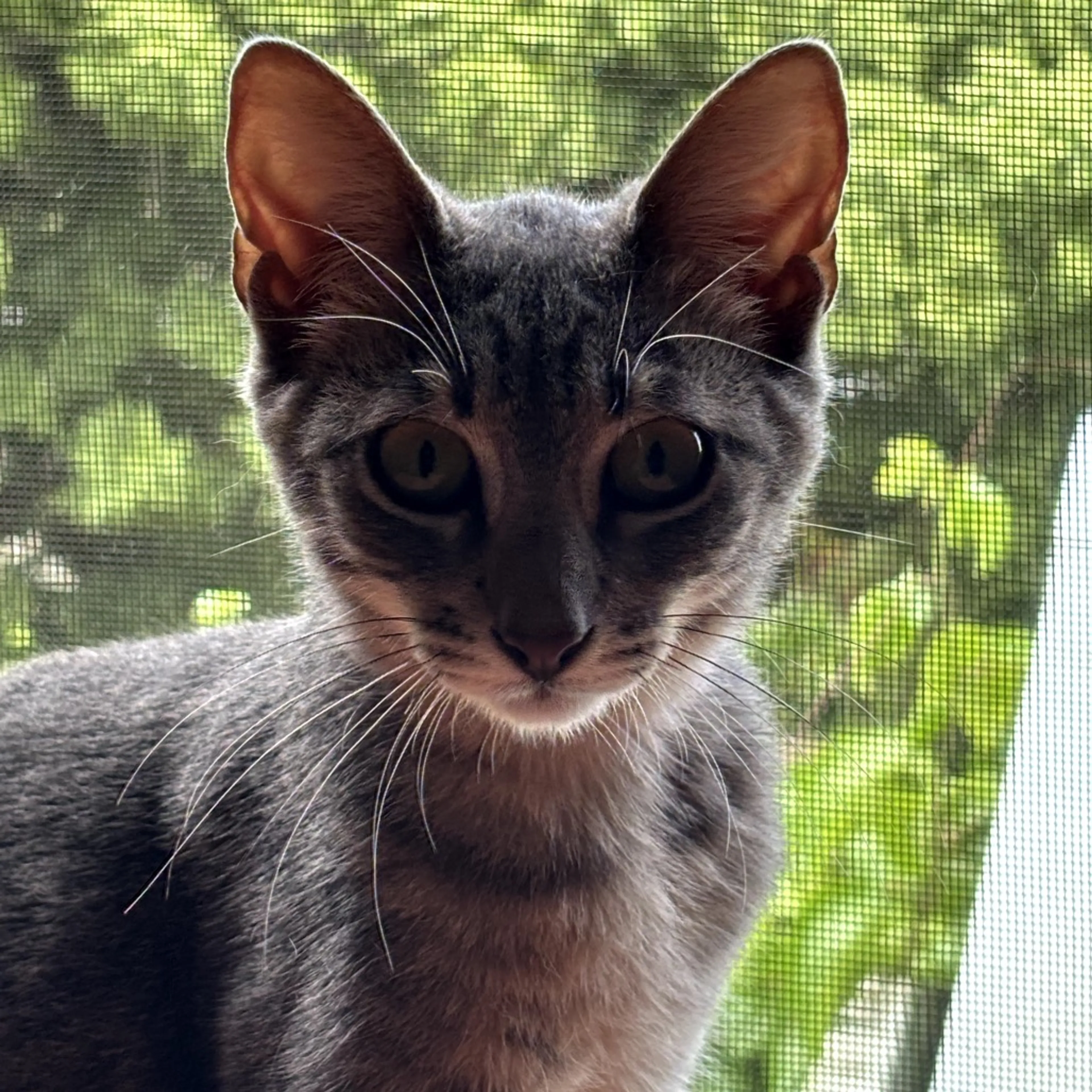 Found pet-9