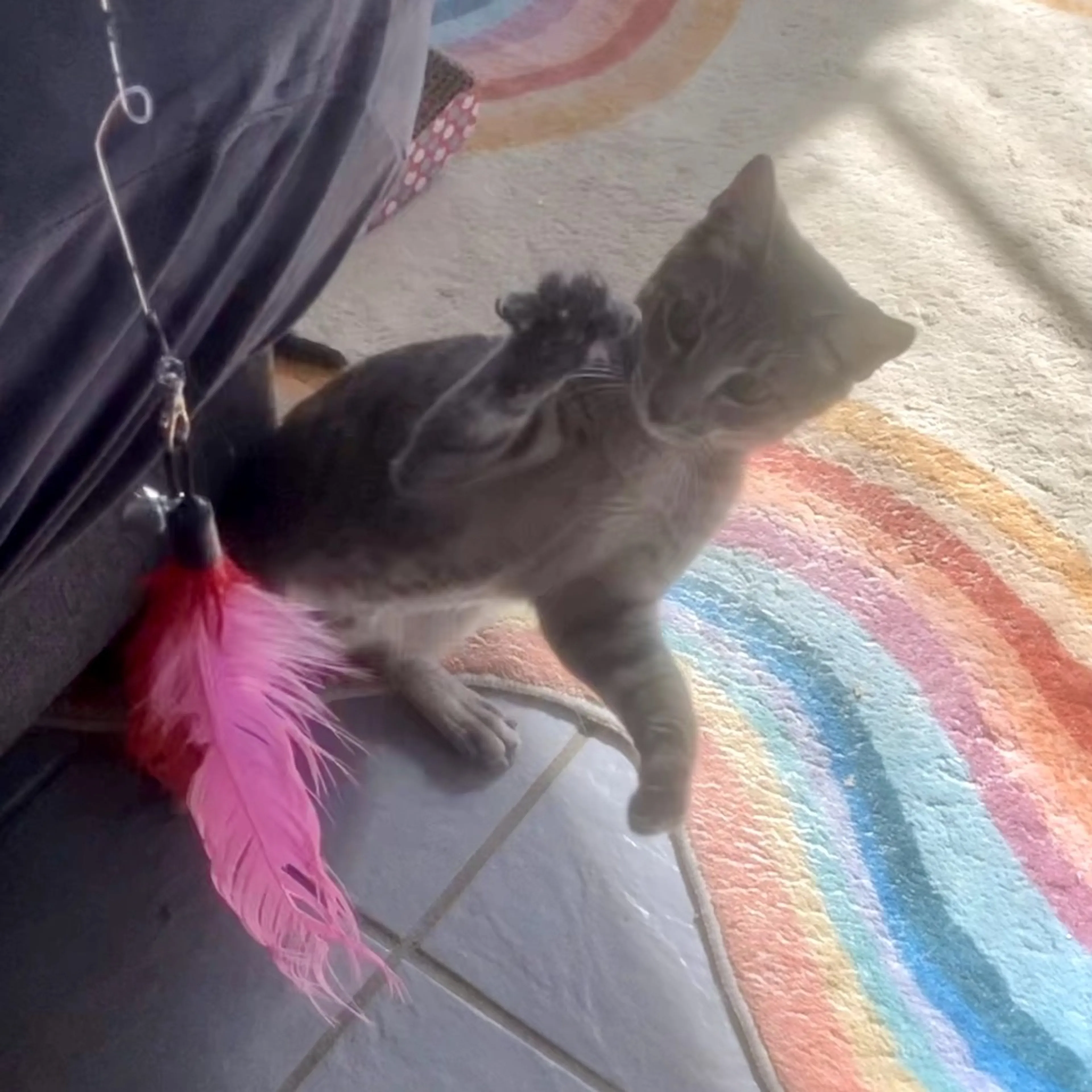 Found pet-12