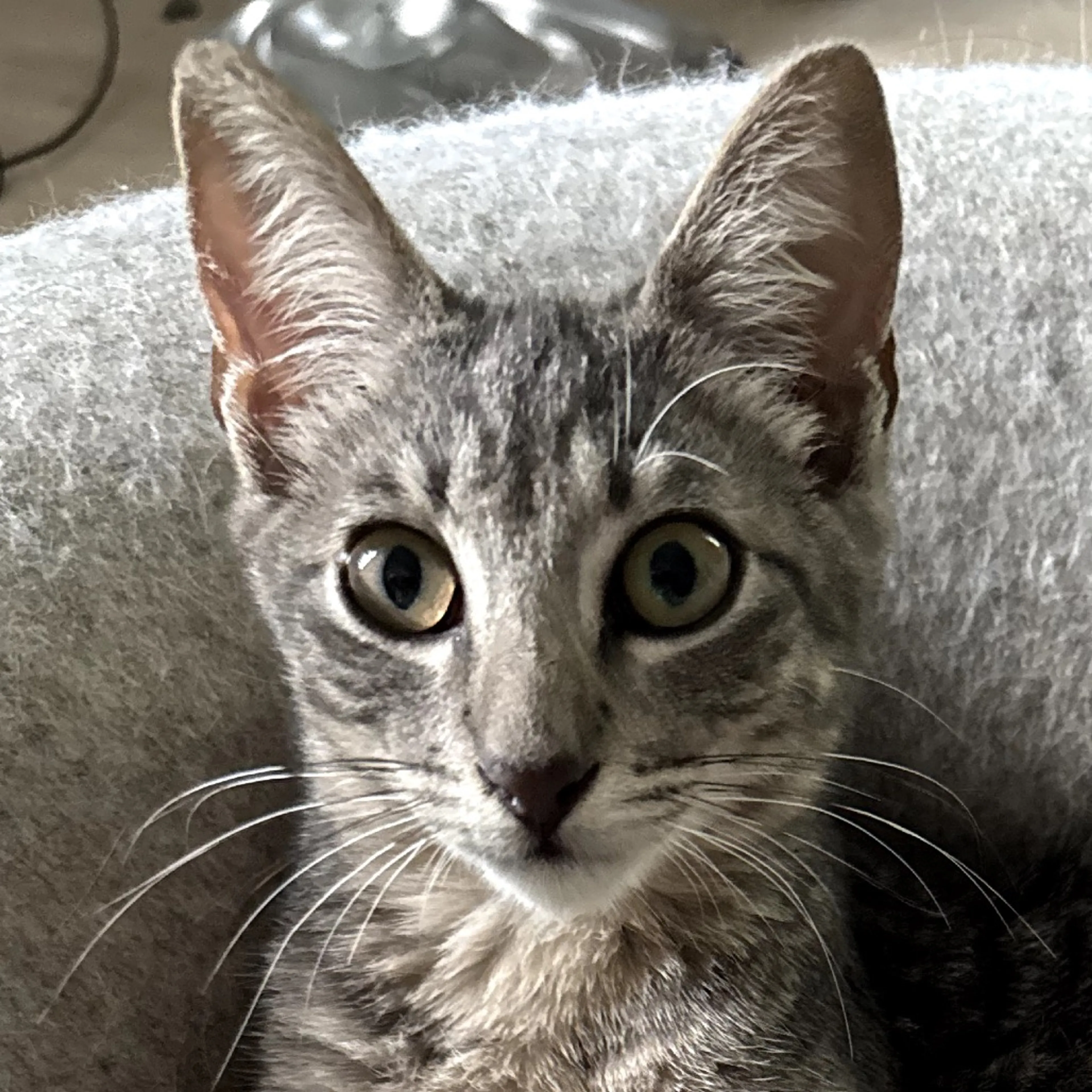 Found pet-6