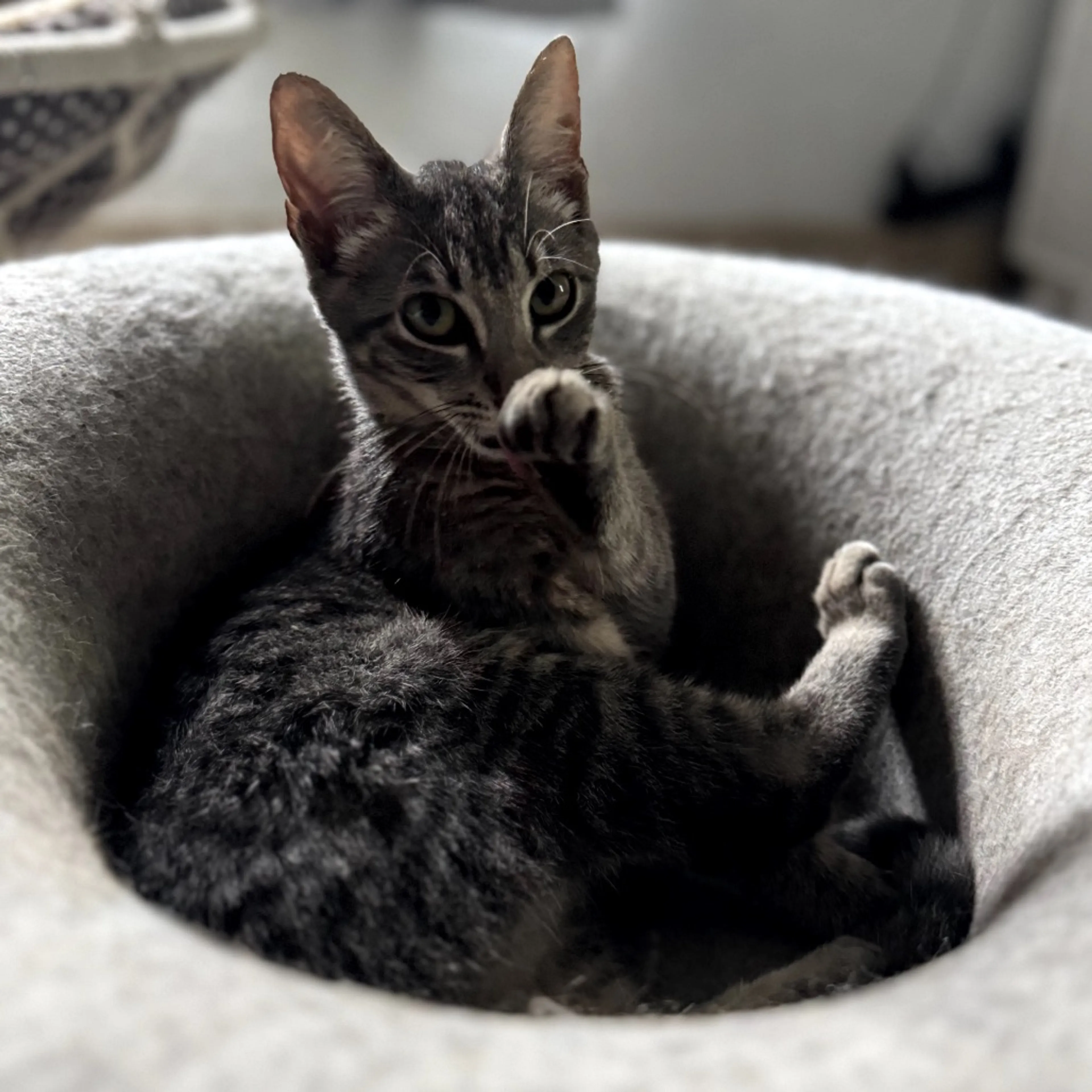 Found pet-4