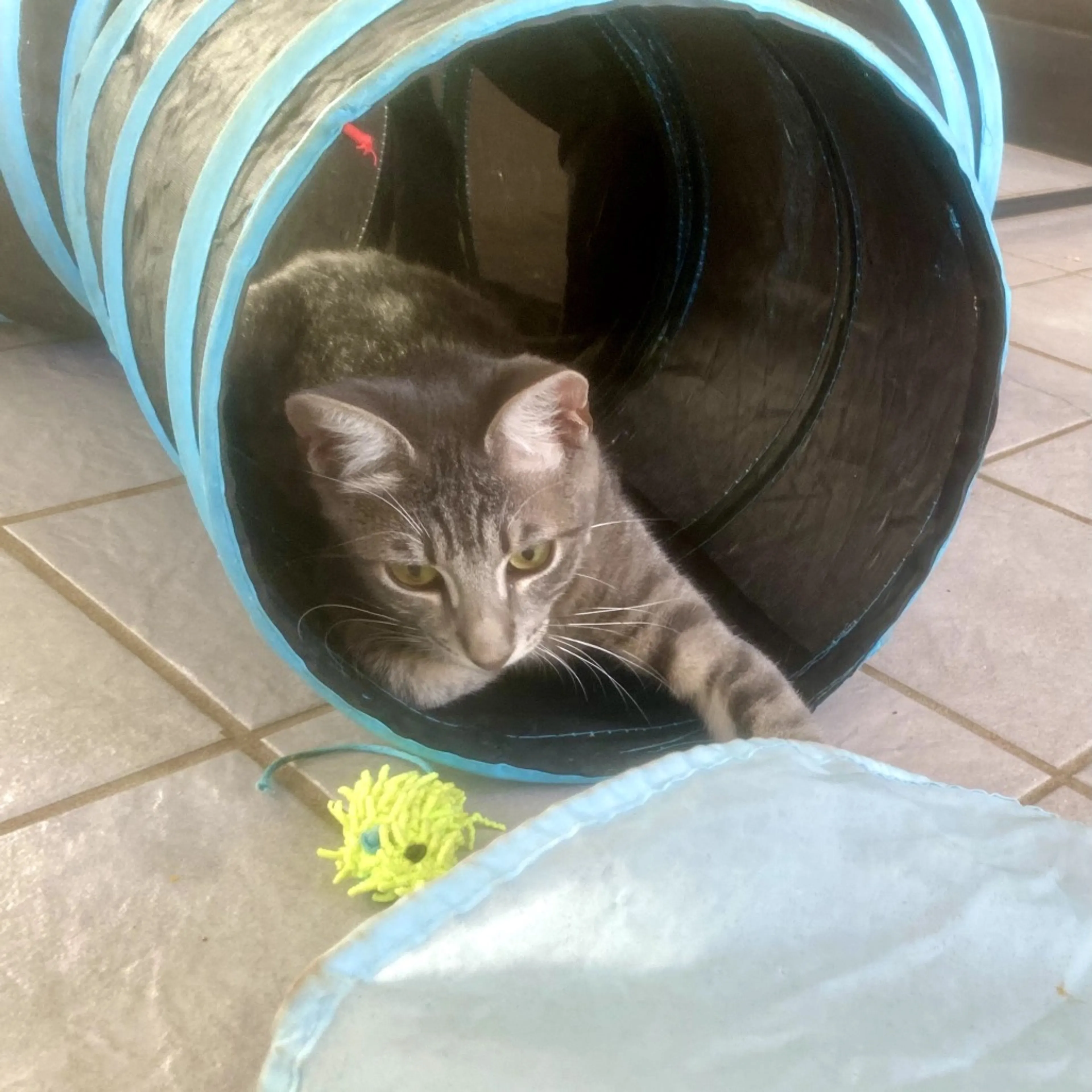 Found pet-13