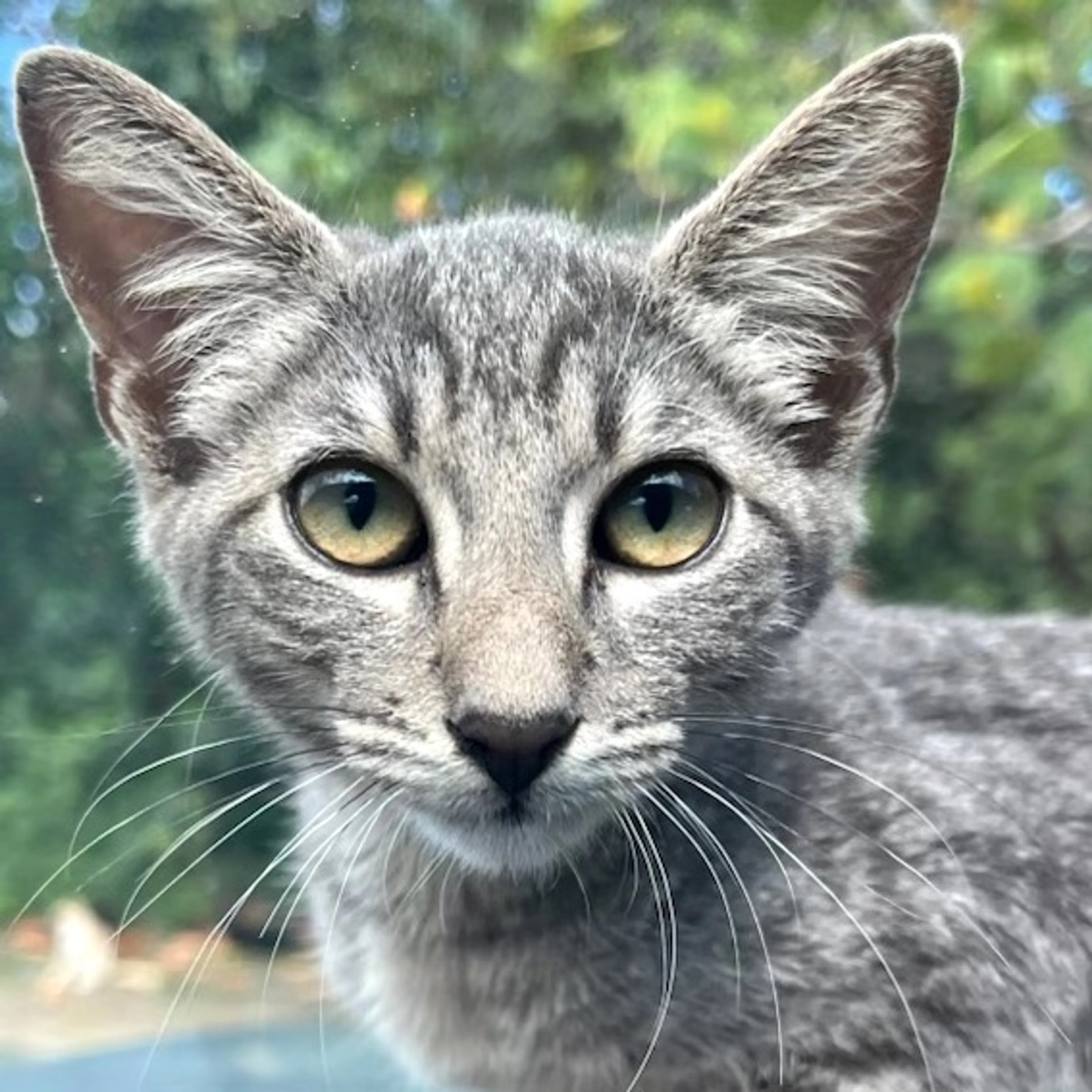 Found pet-2