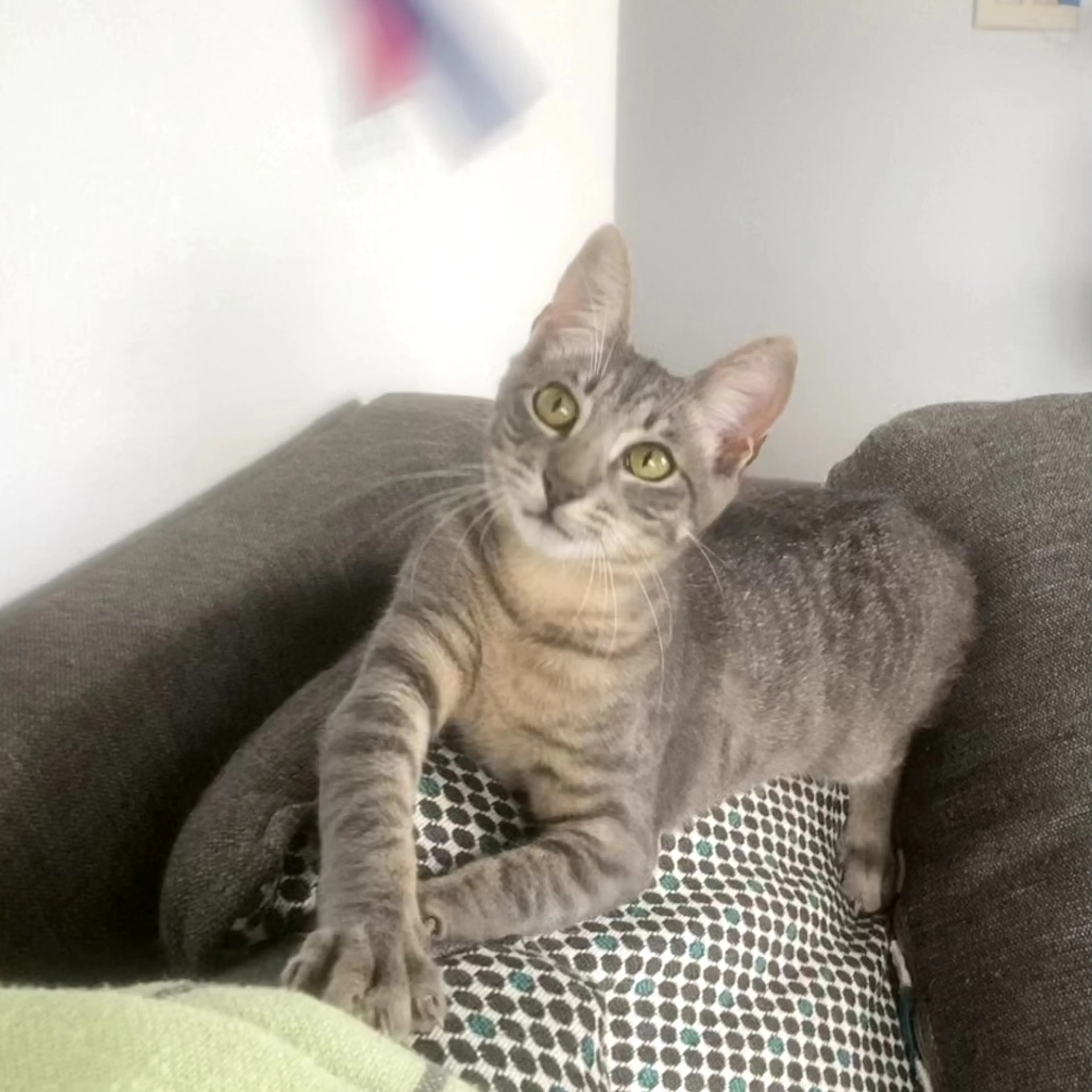 Found pet-11
