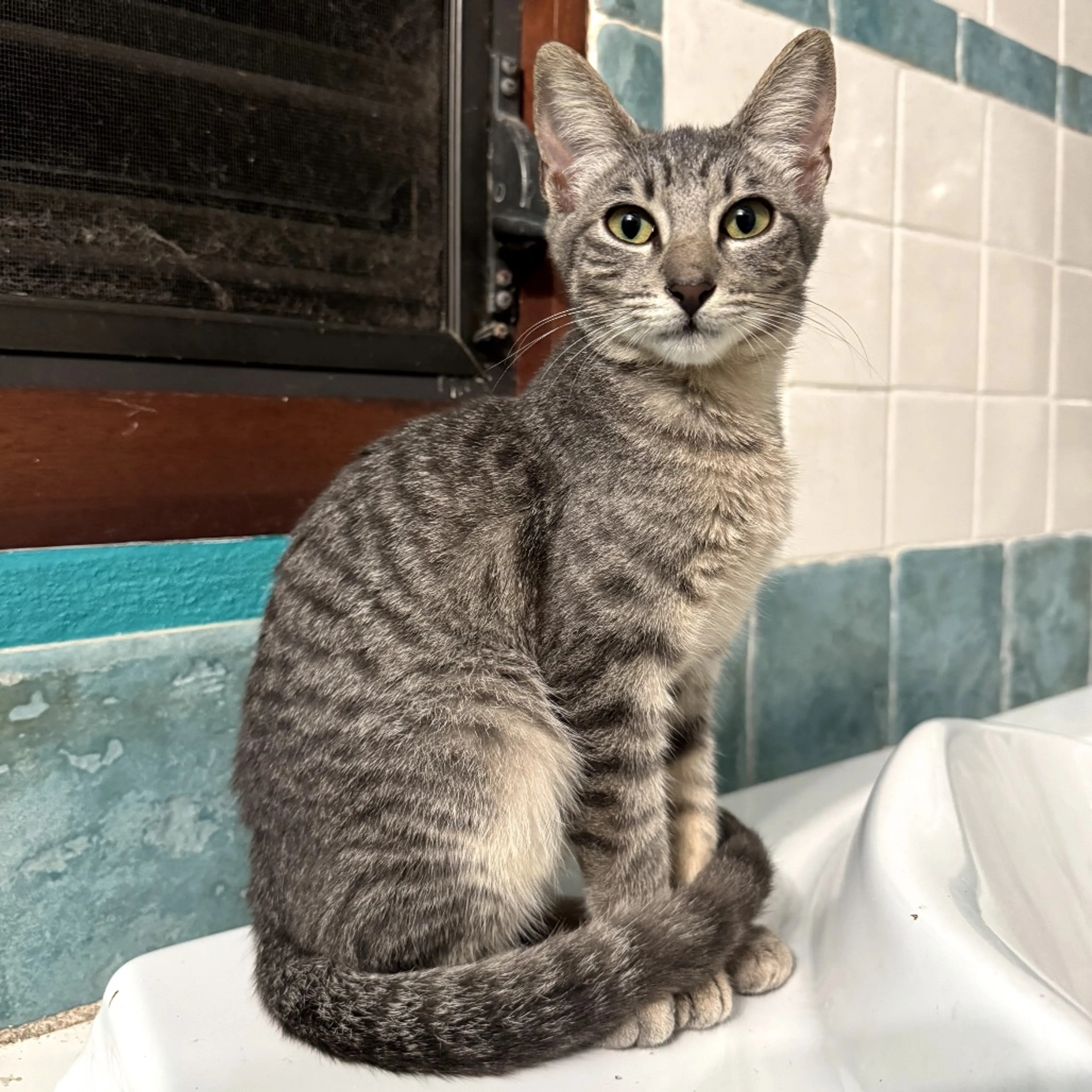 Found pet-7