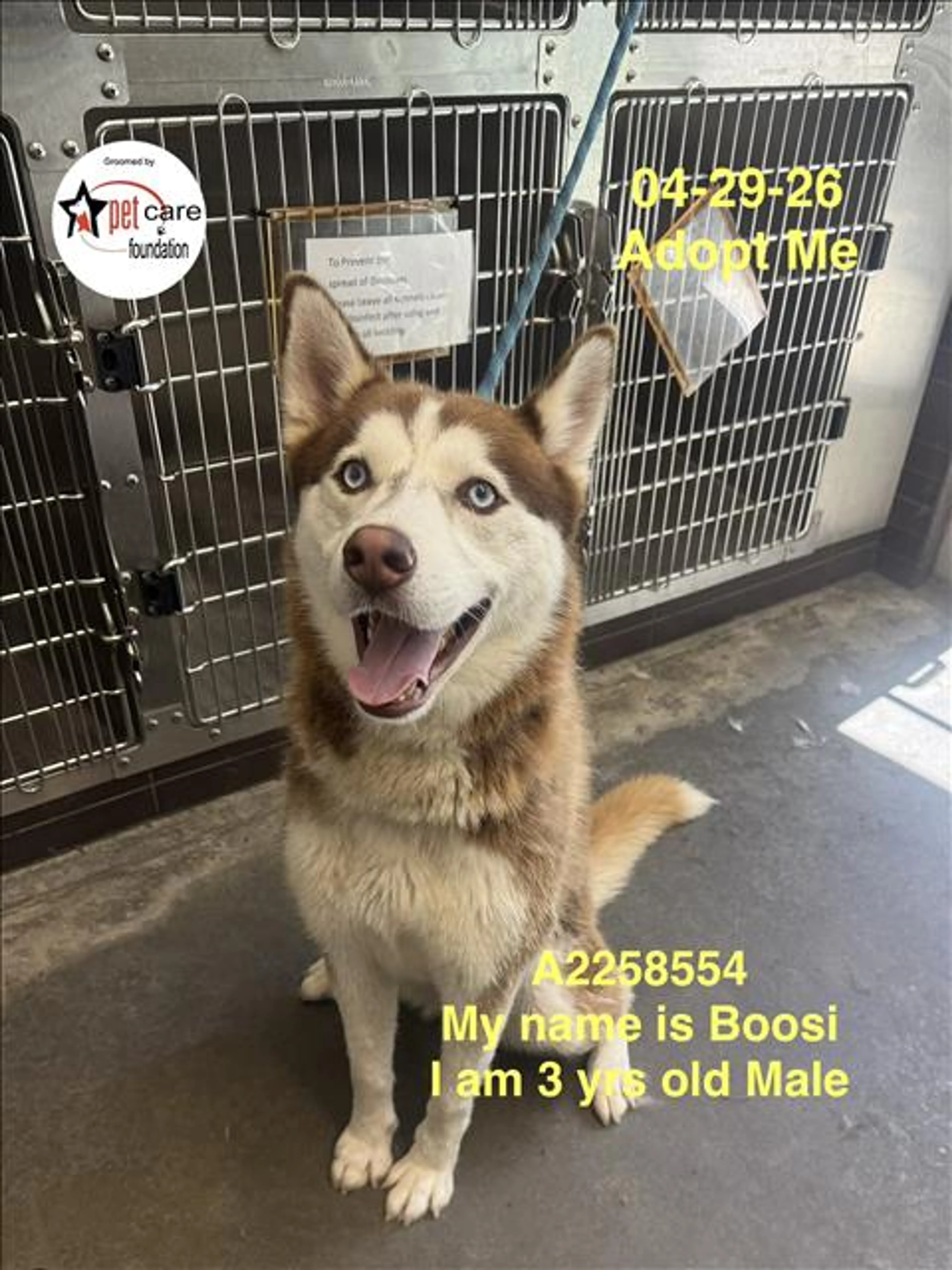 Found pet