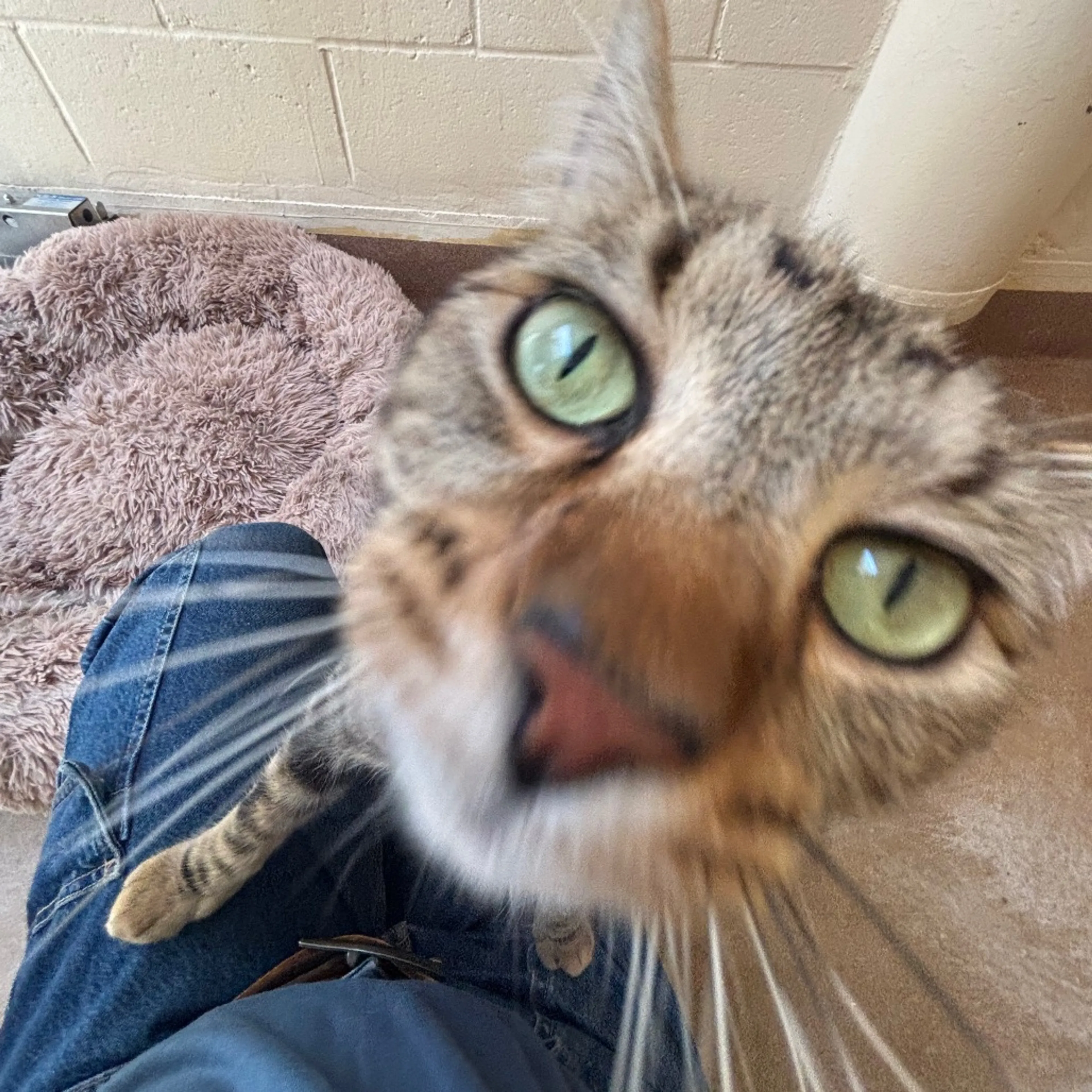 Found pet-3