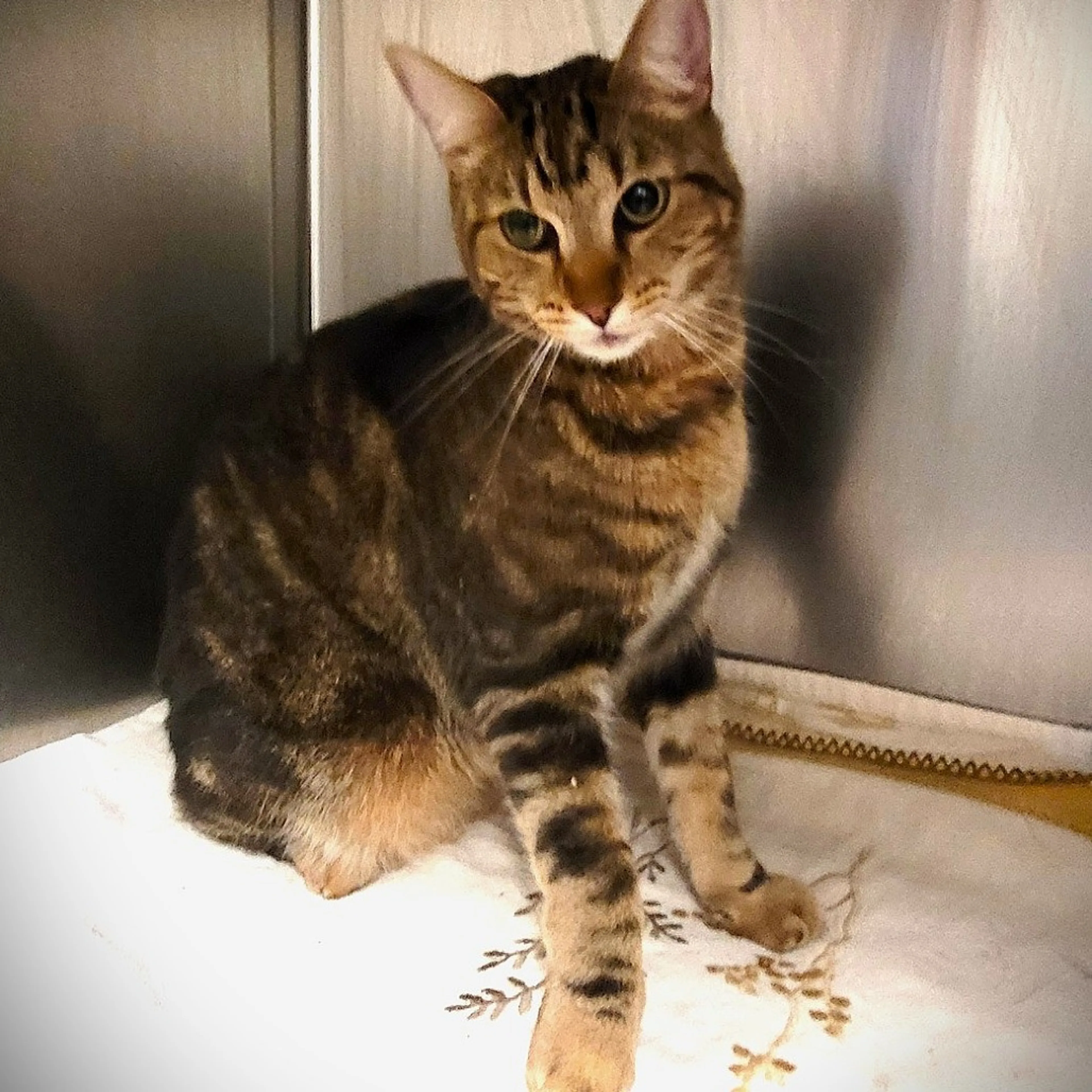 Found pet-1