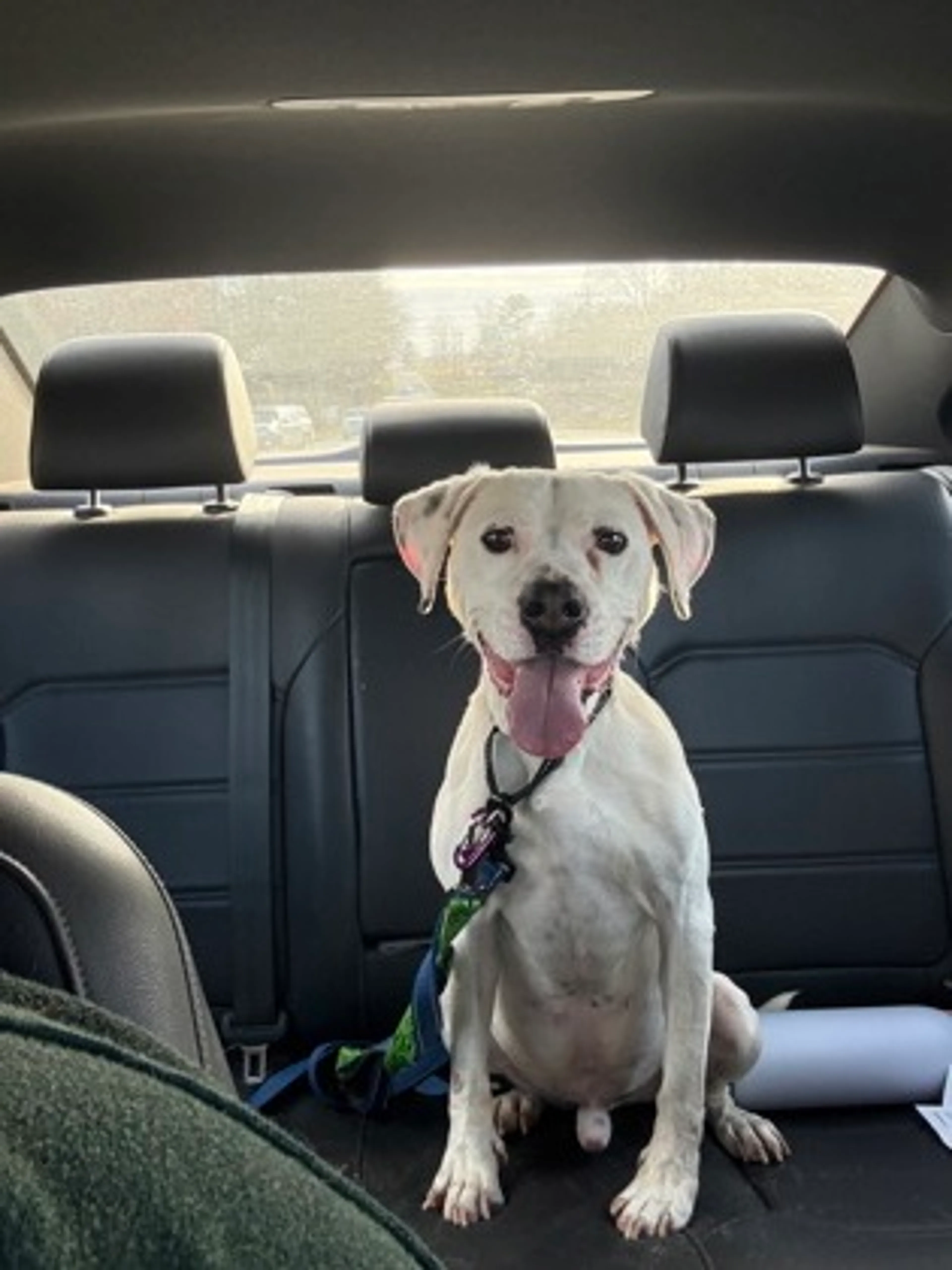 Found pet-1