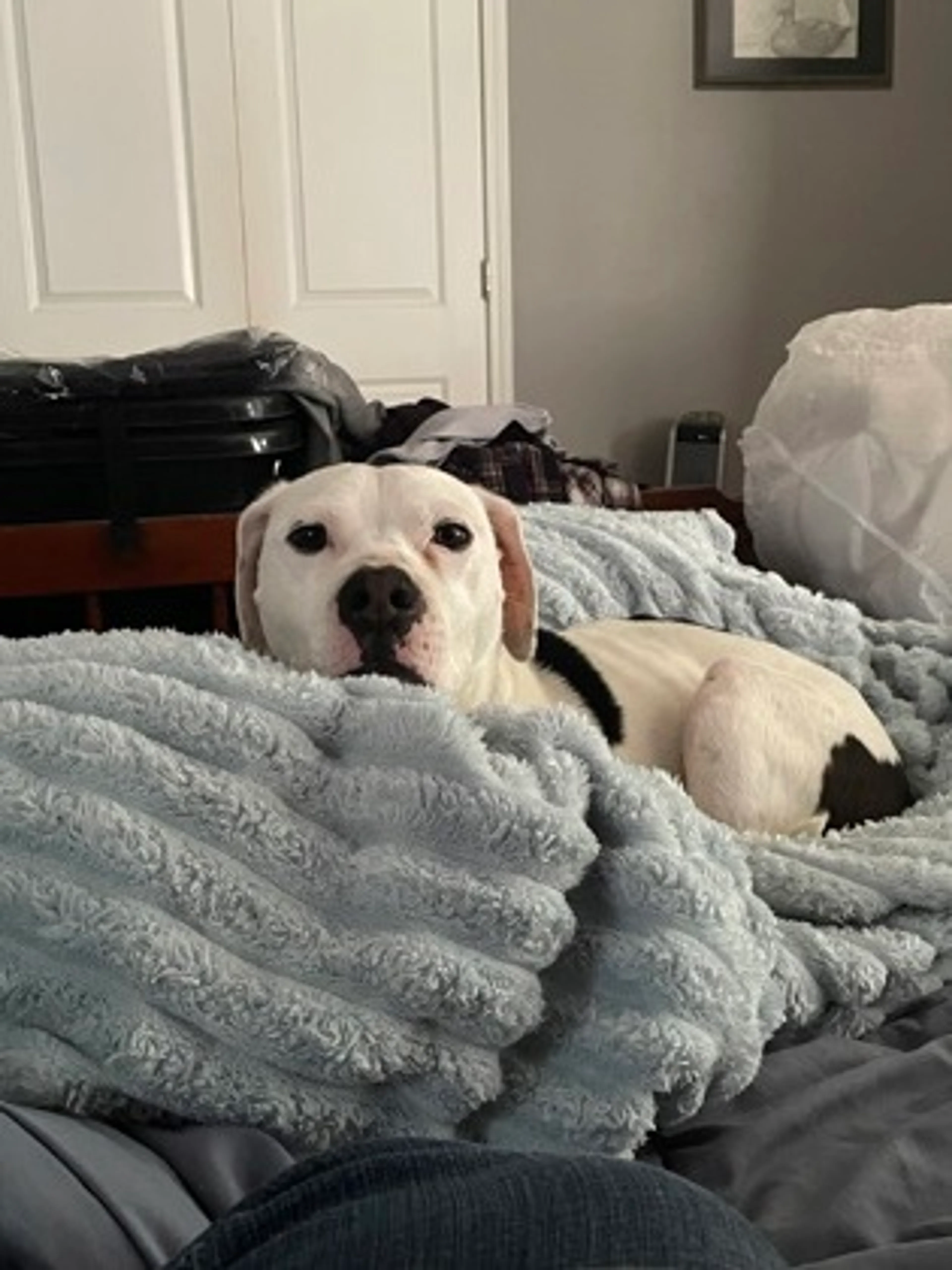 Found pet-2