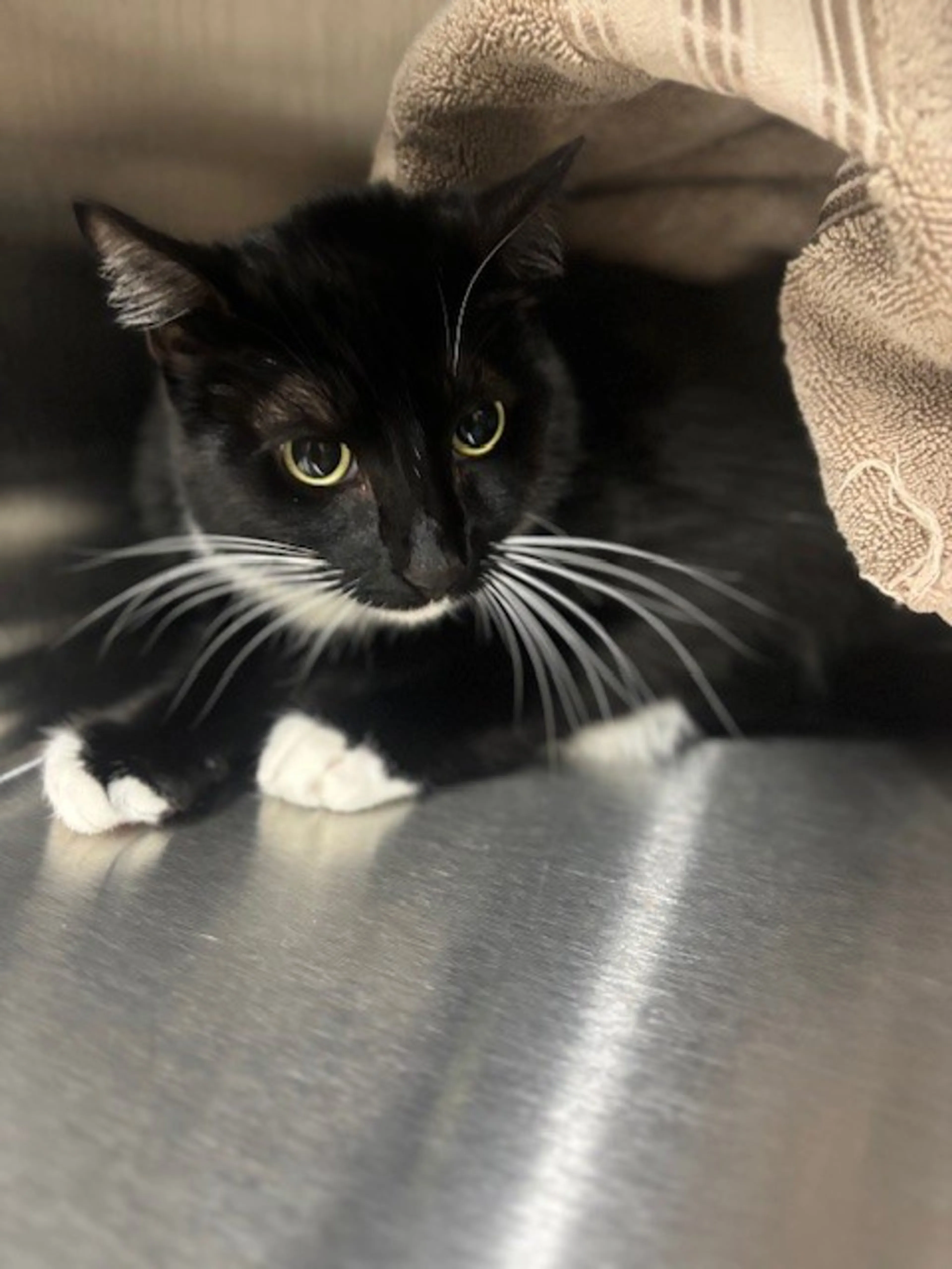 Found pet-4