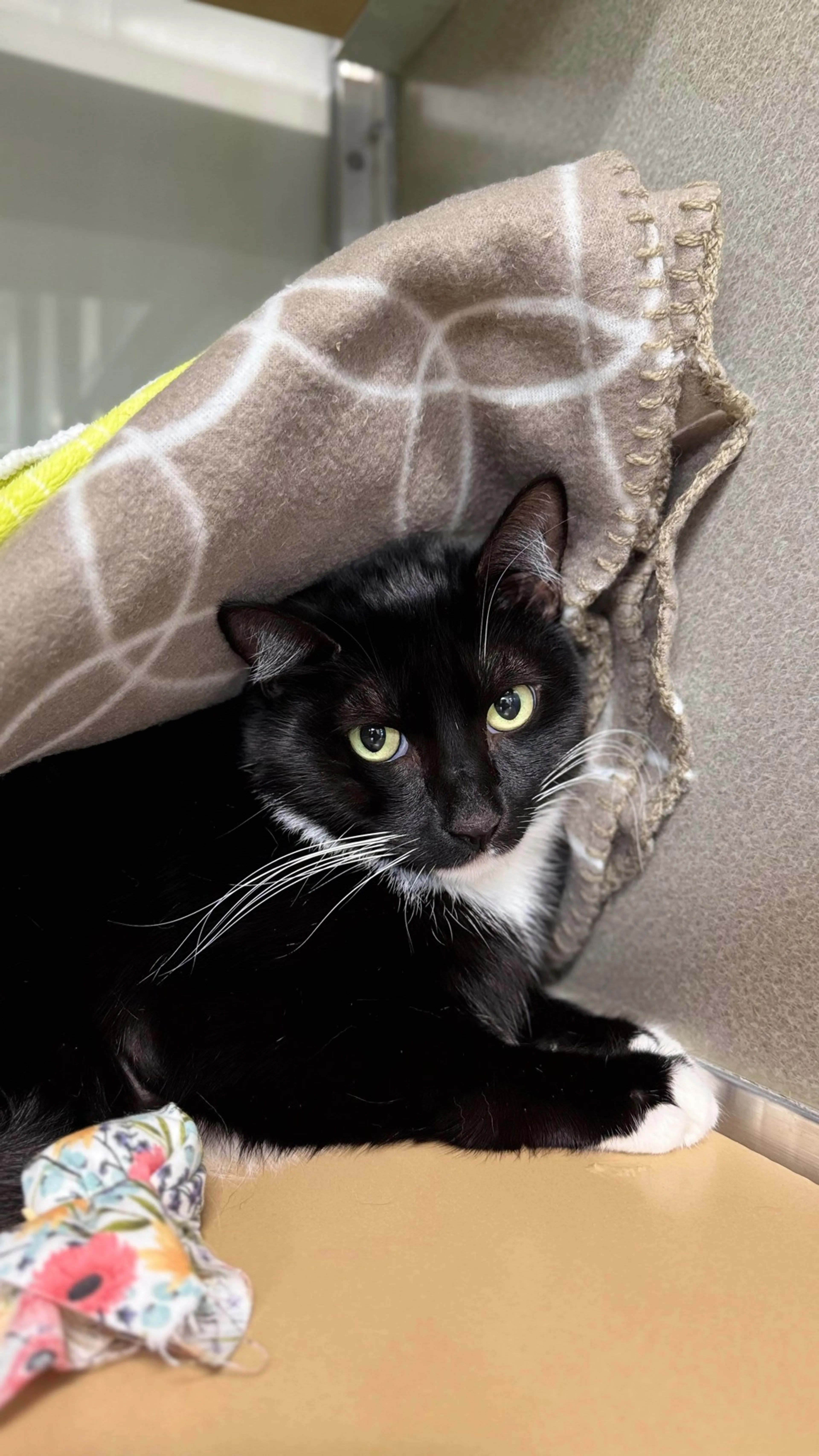Found pet-3