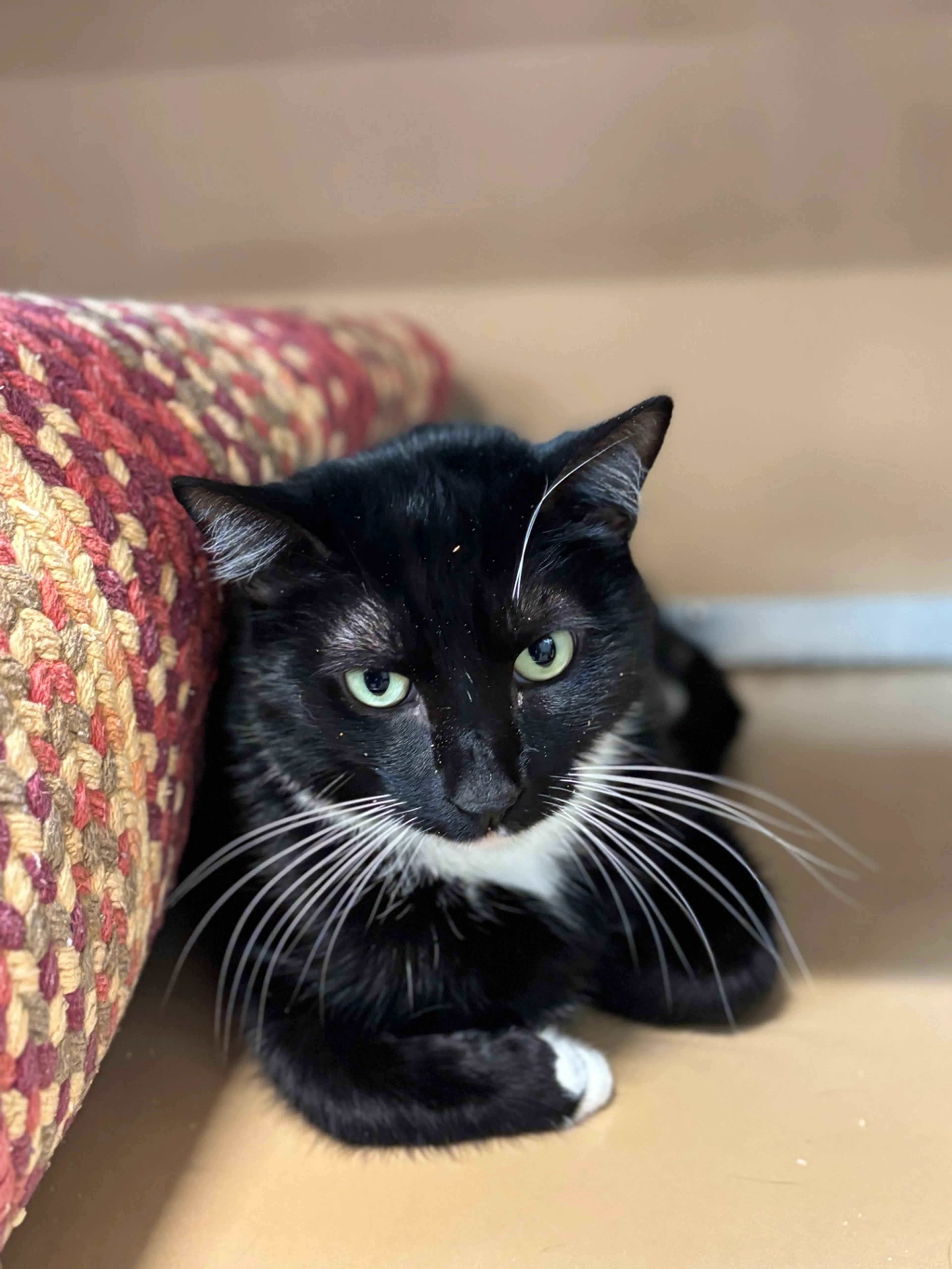 Found pet-2