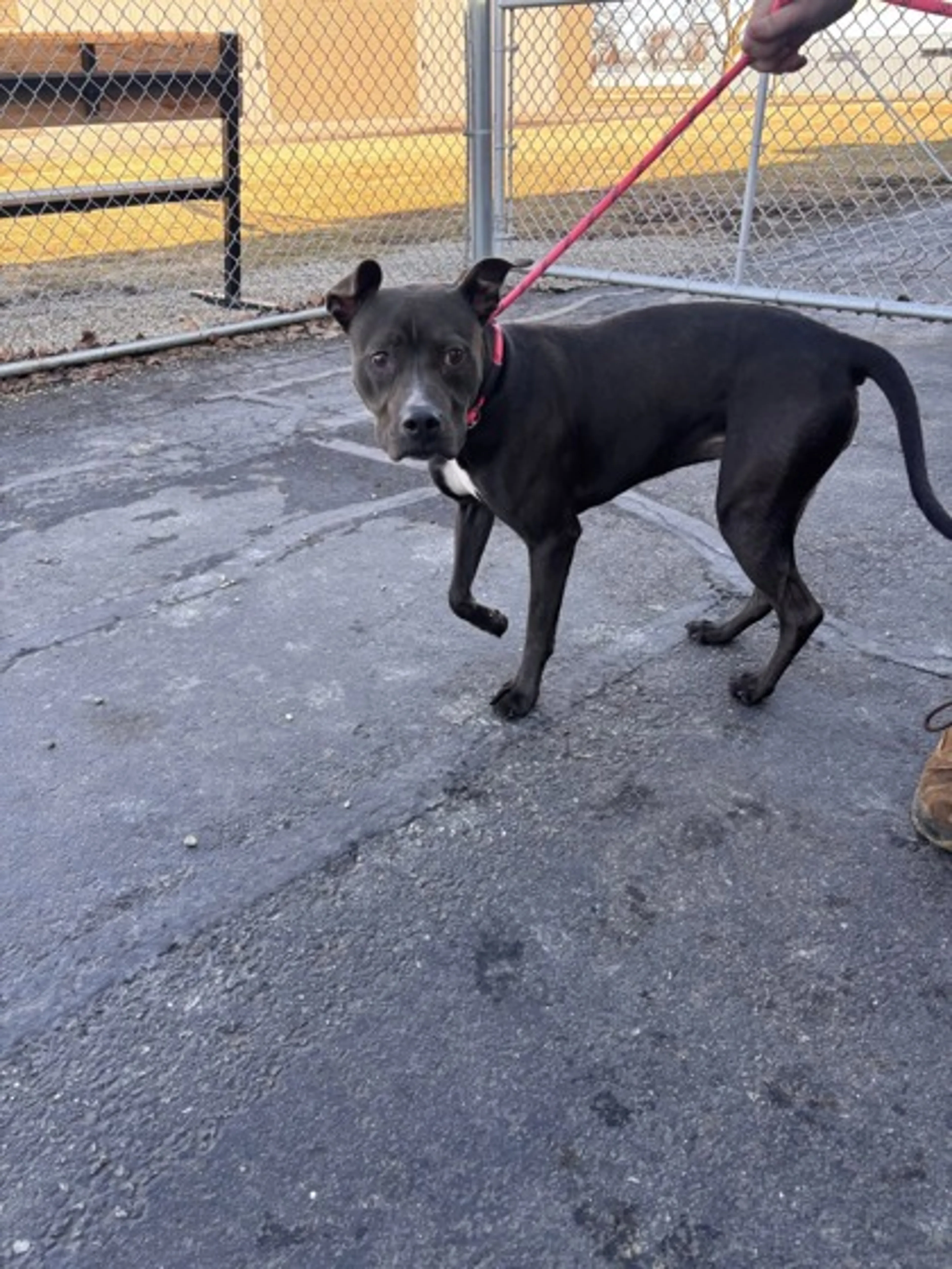 Found pet-2