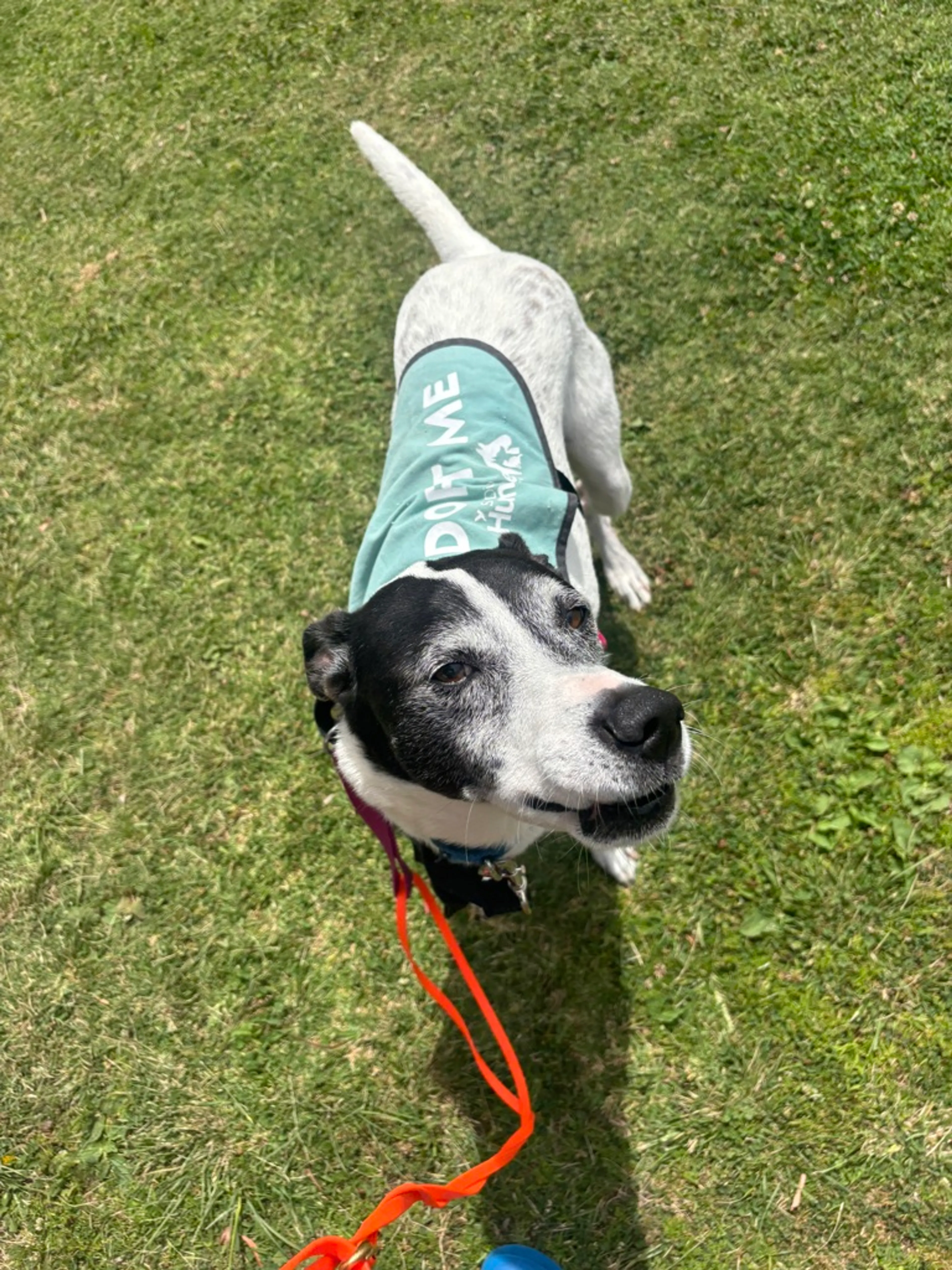 Found pet-6