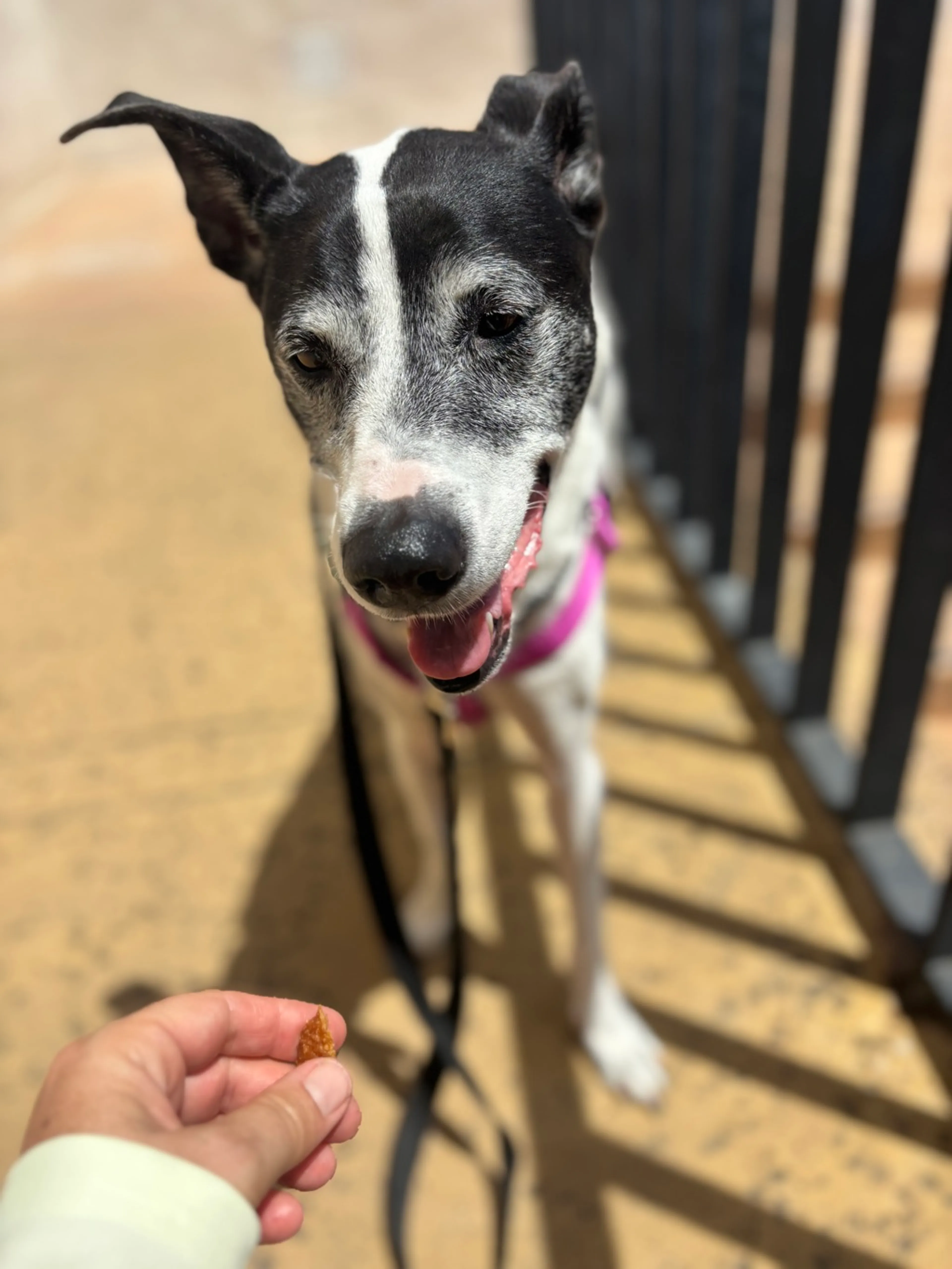 Found pet-8