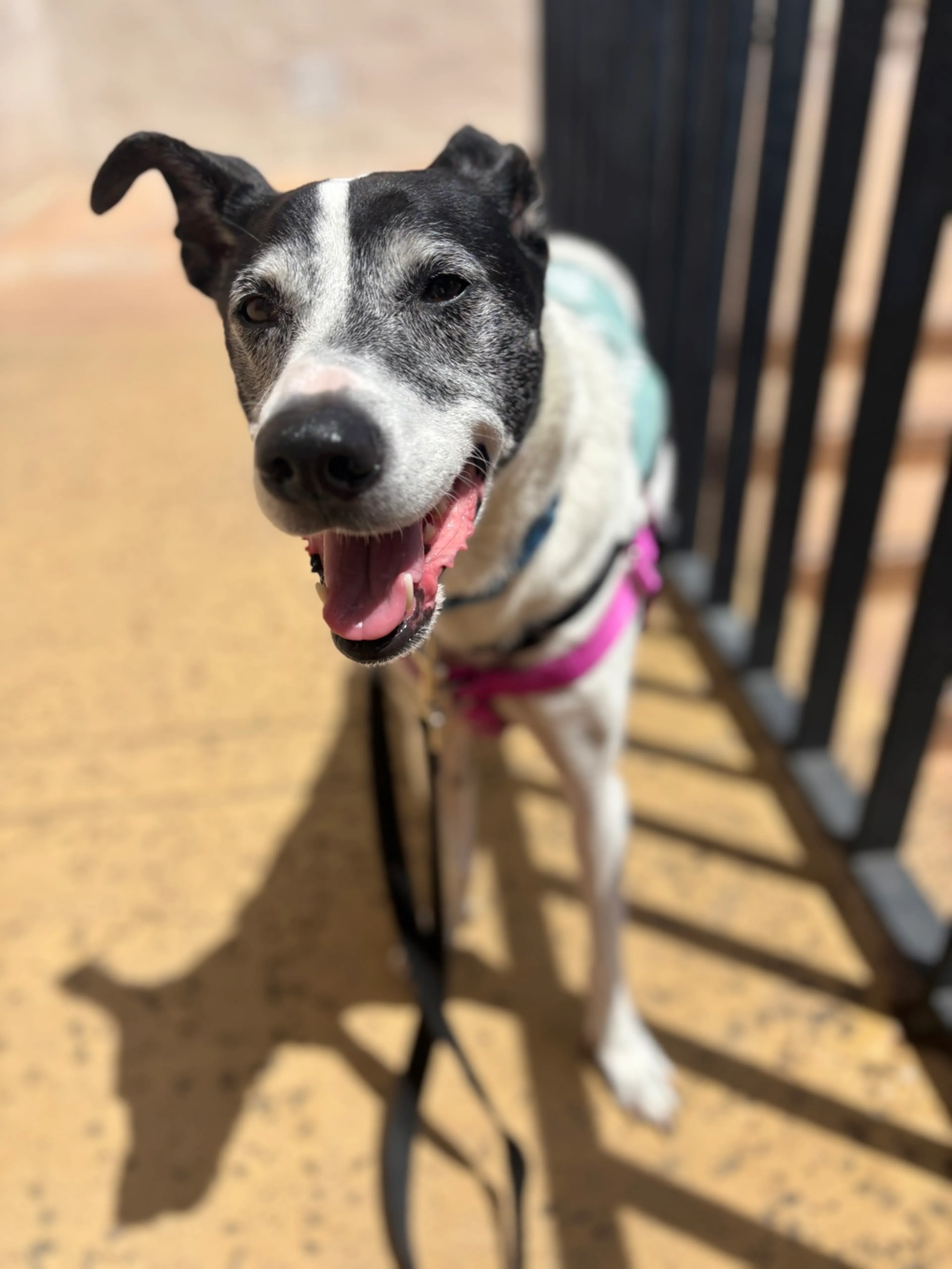 Found pet-5