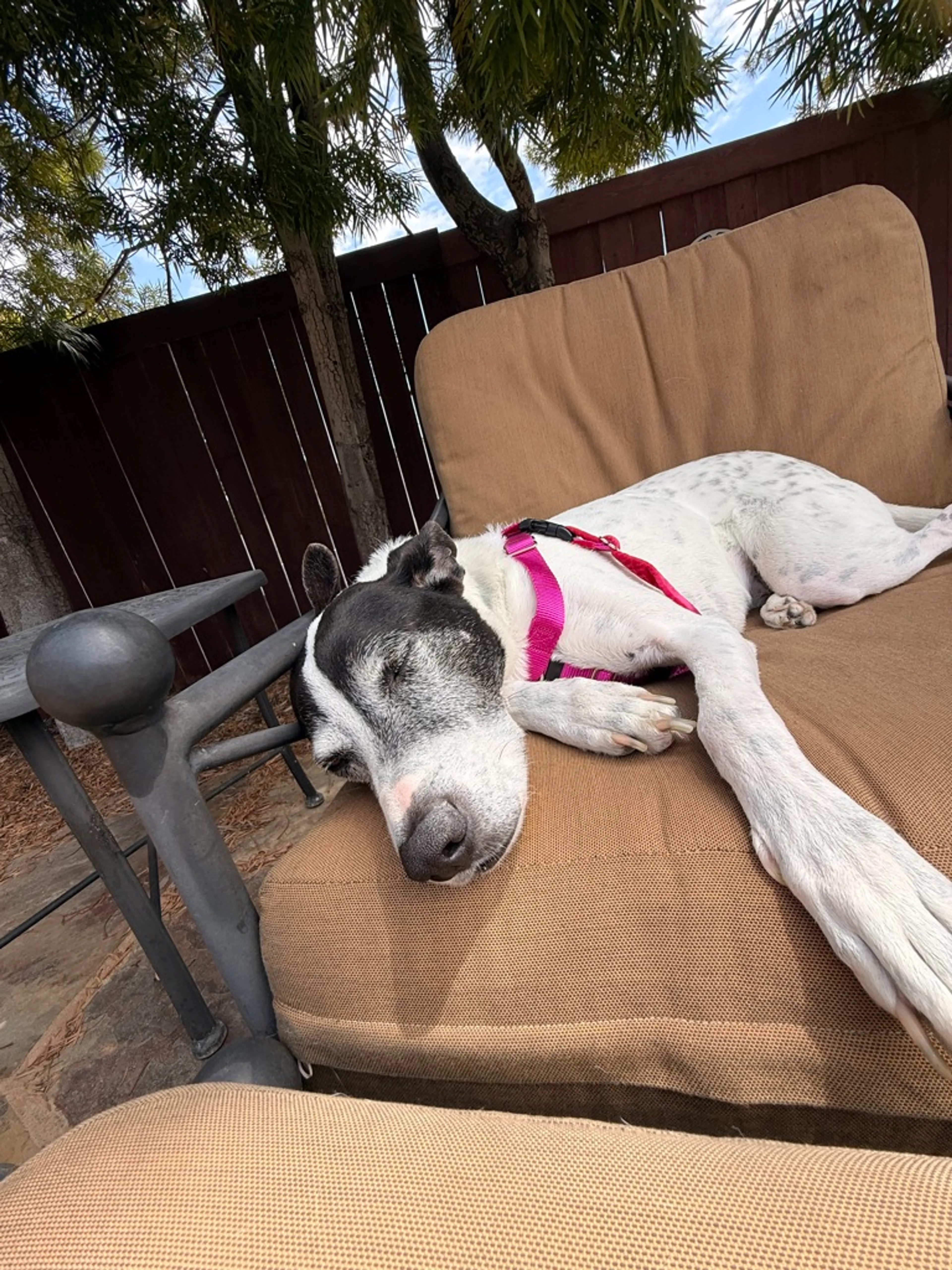 Found pet-4