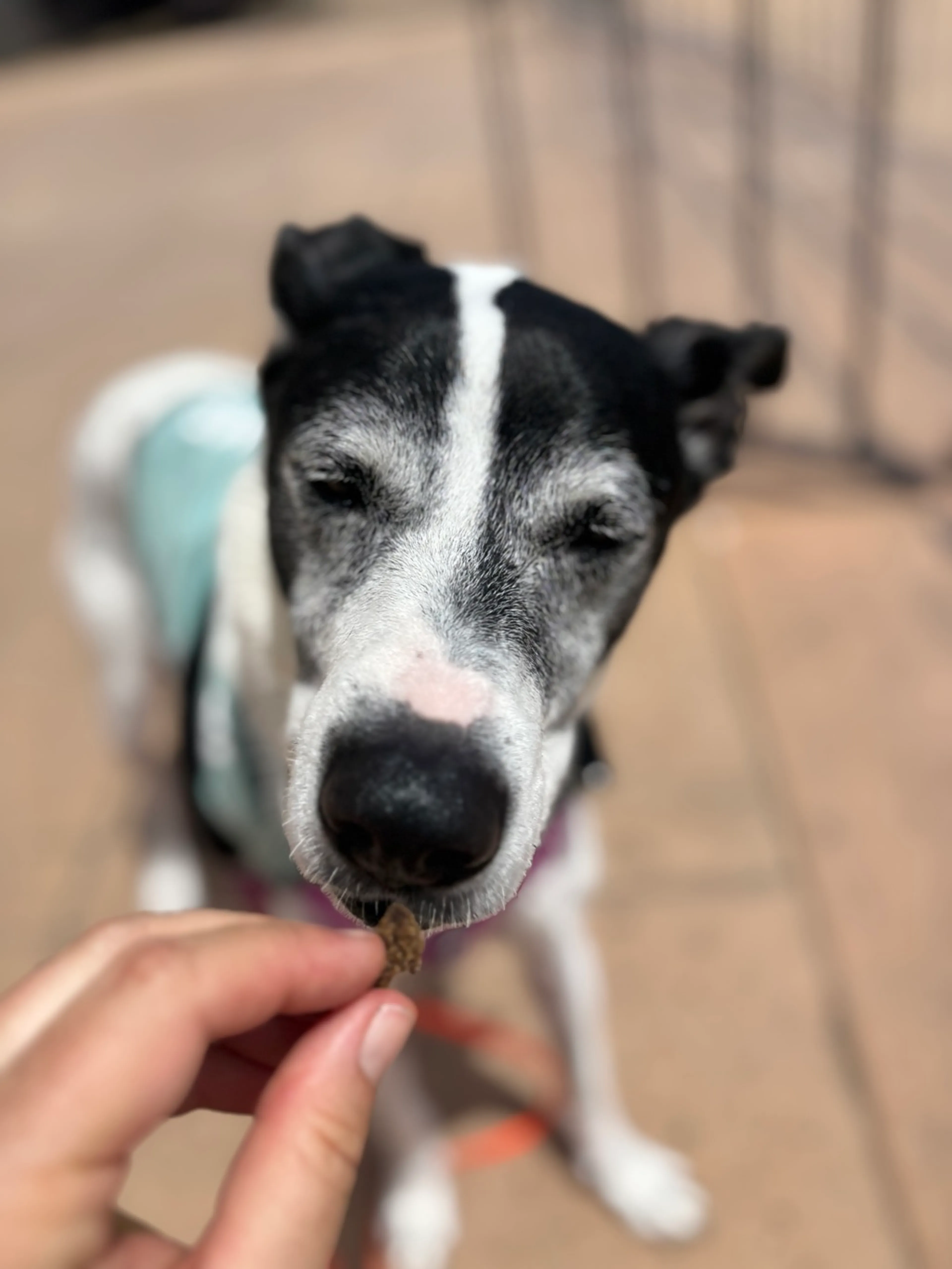 Found pet-7