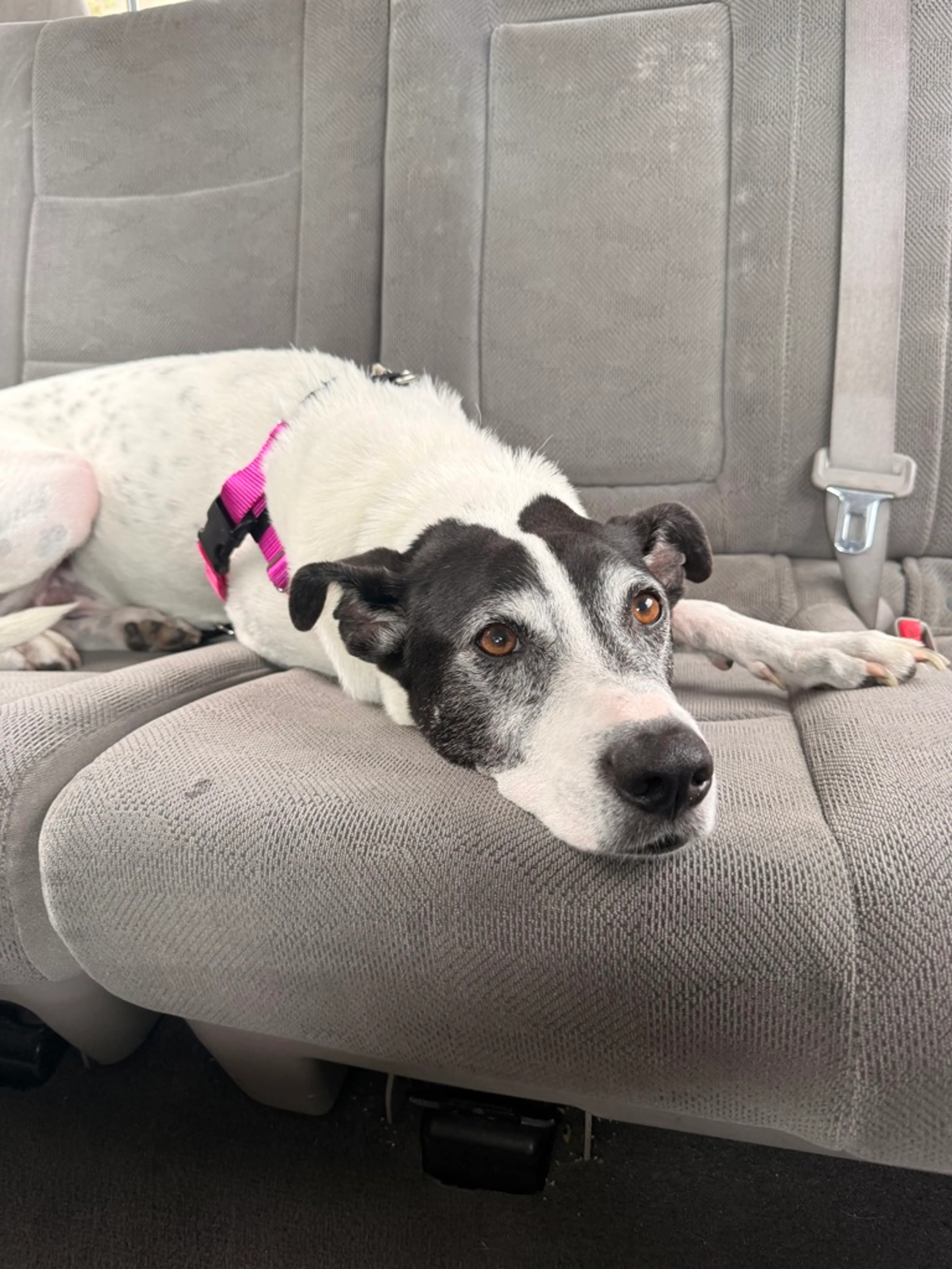 Found pet-2