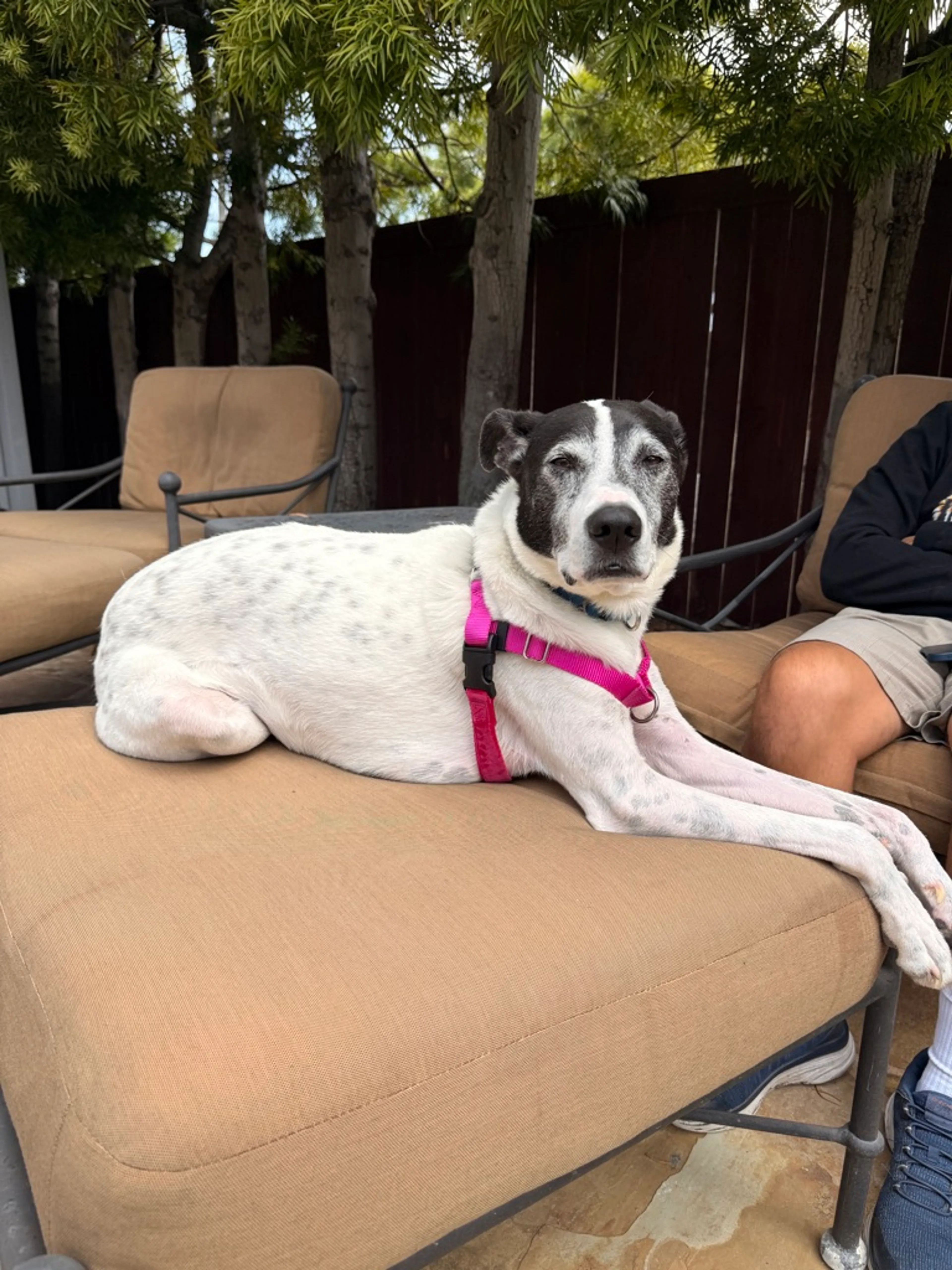 Found pet-1