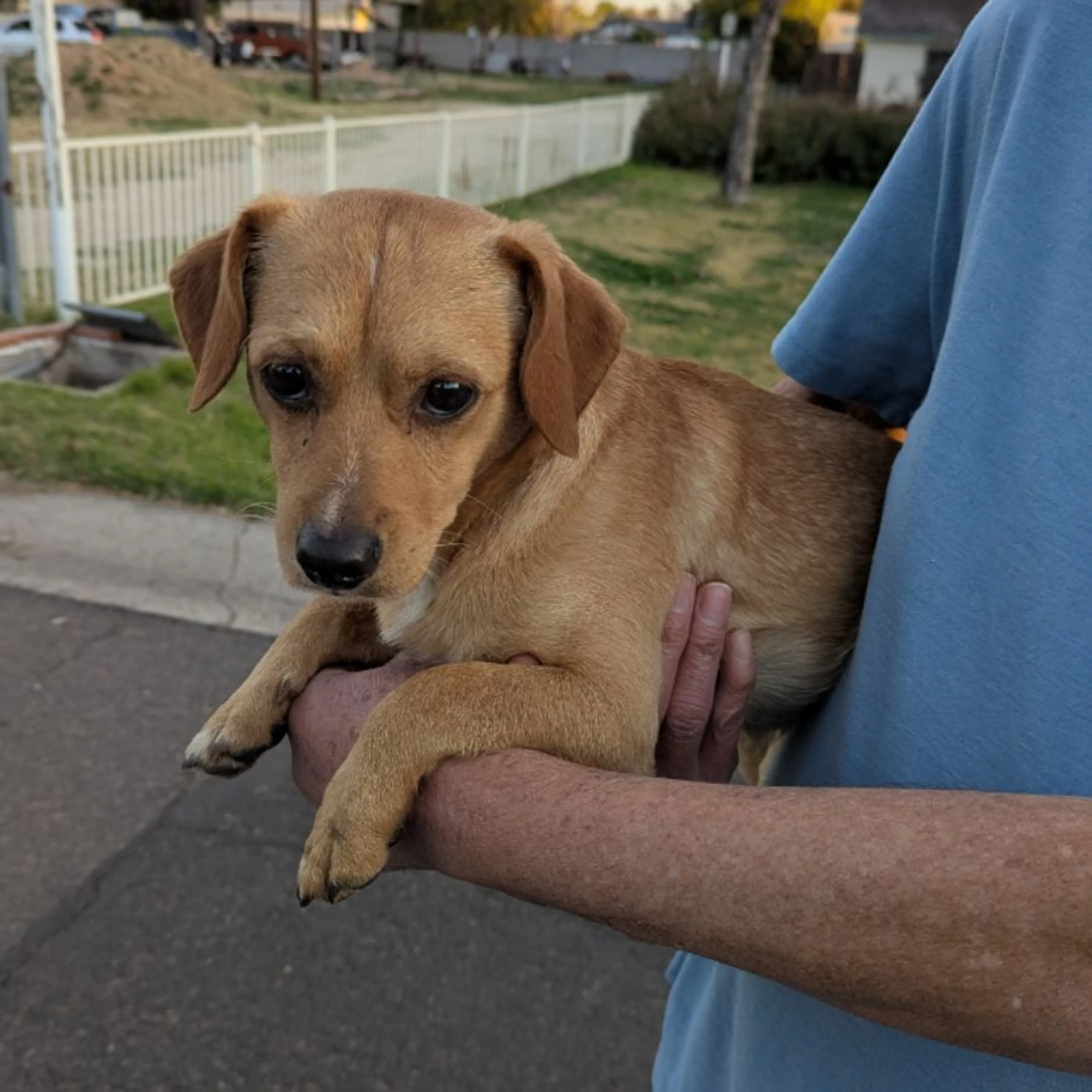 Found pet