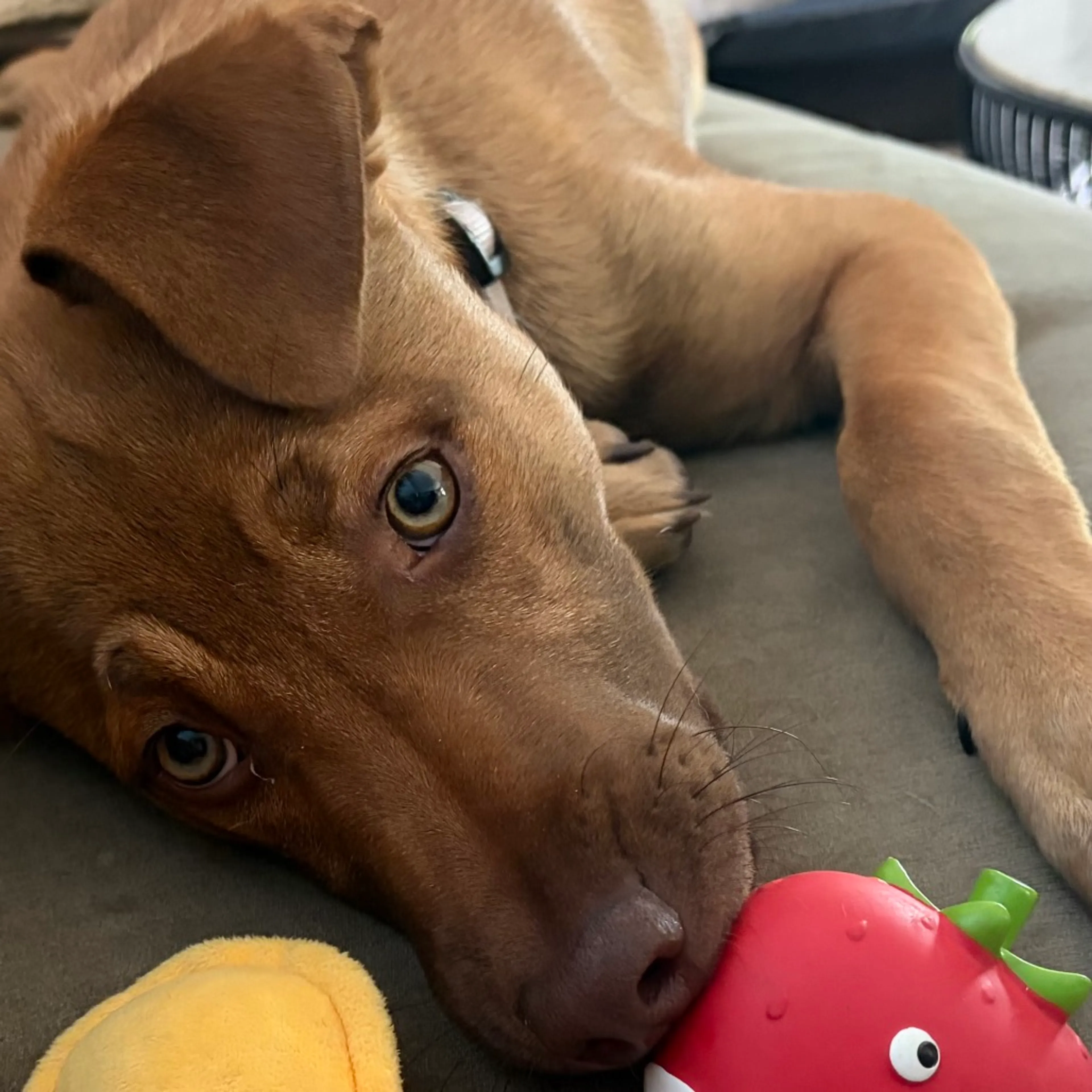 Found pet-3