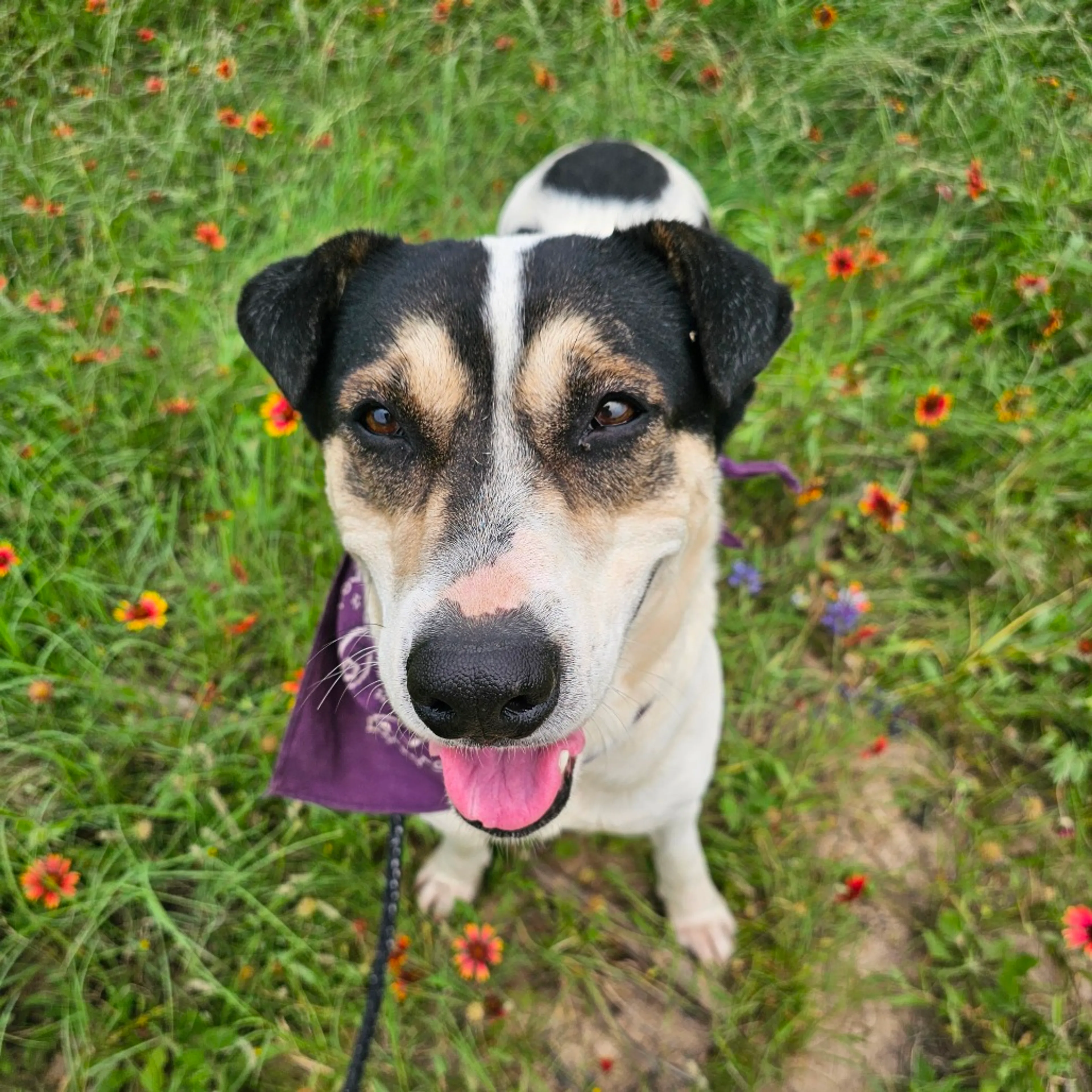 Found pet-8