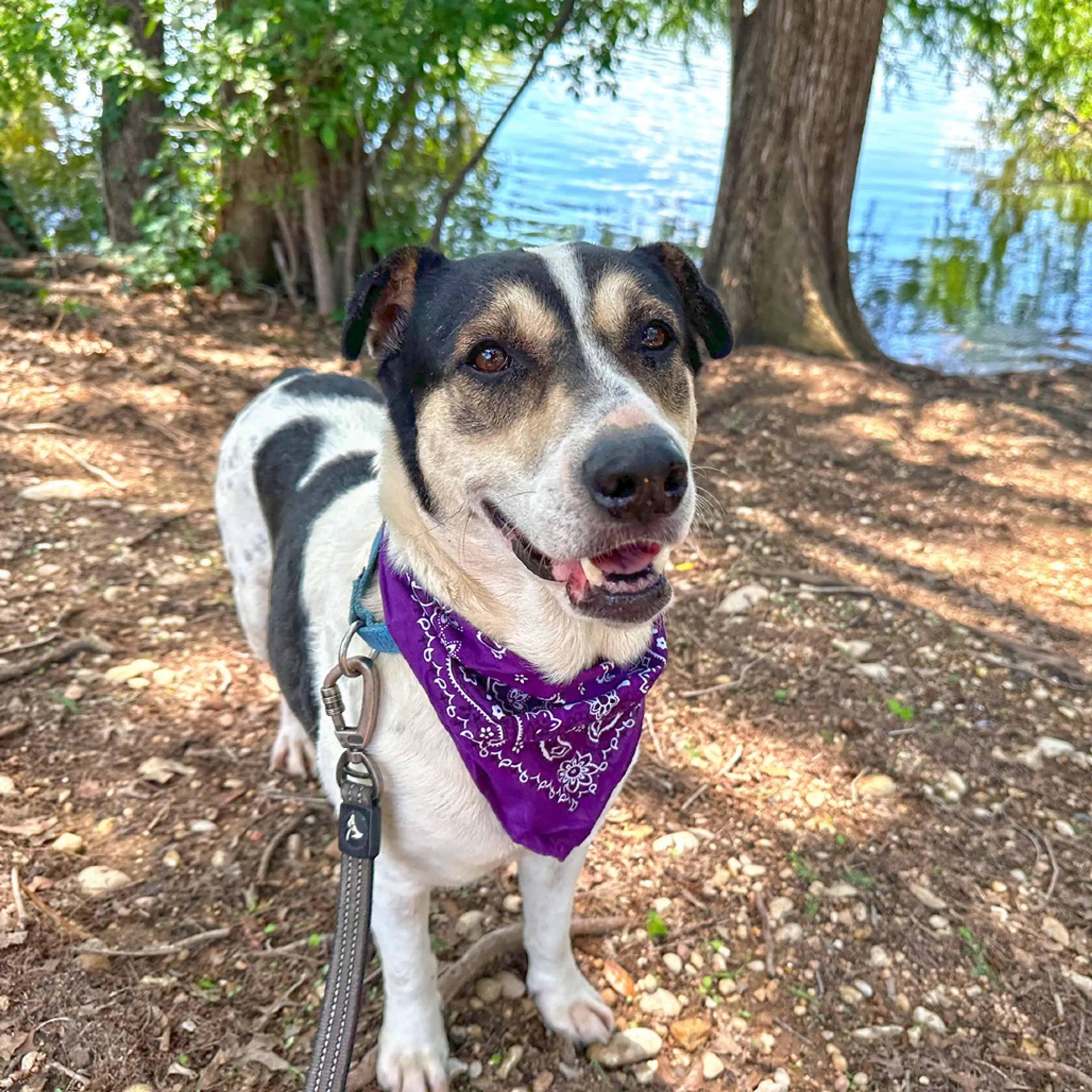 Found pet-7