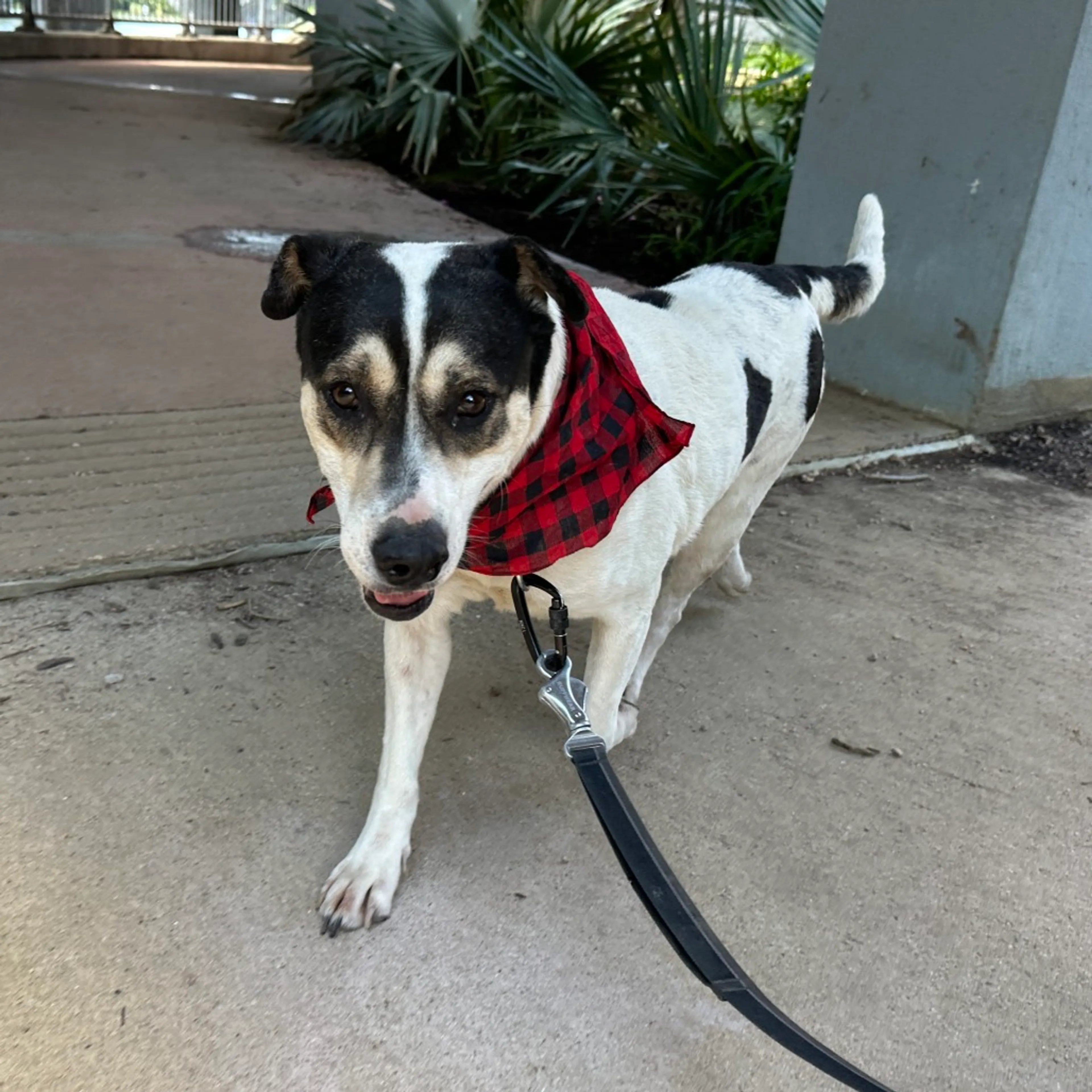 Found pet-2