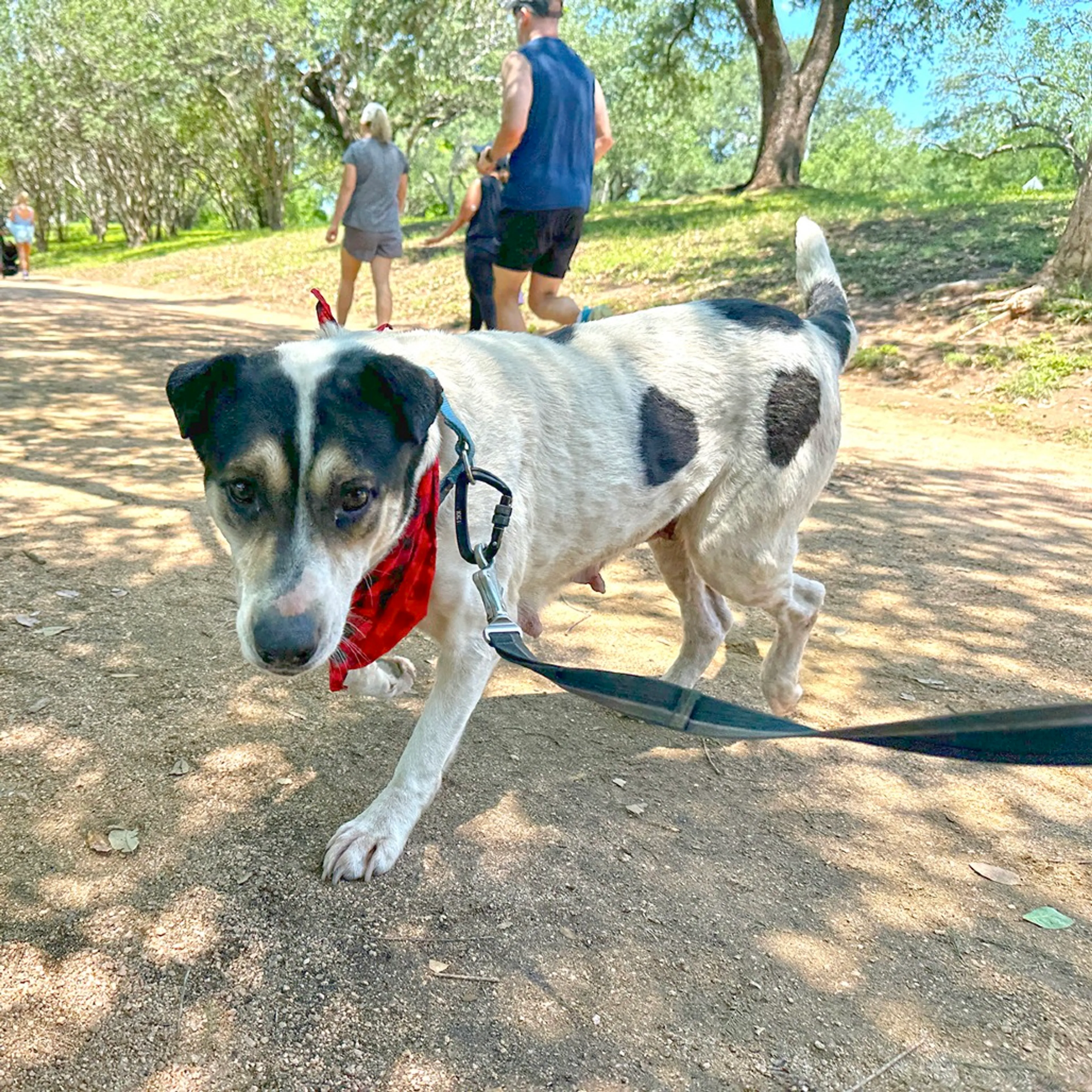 Found pet-6