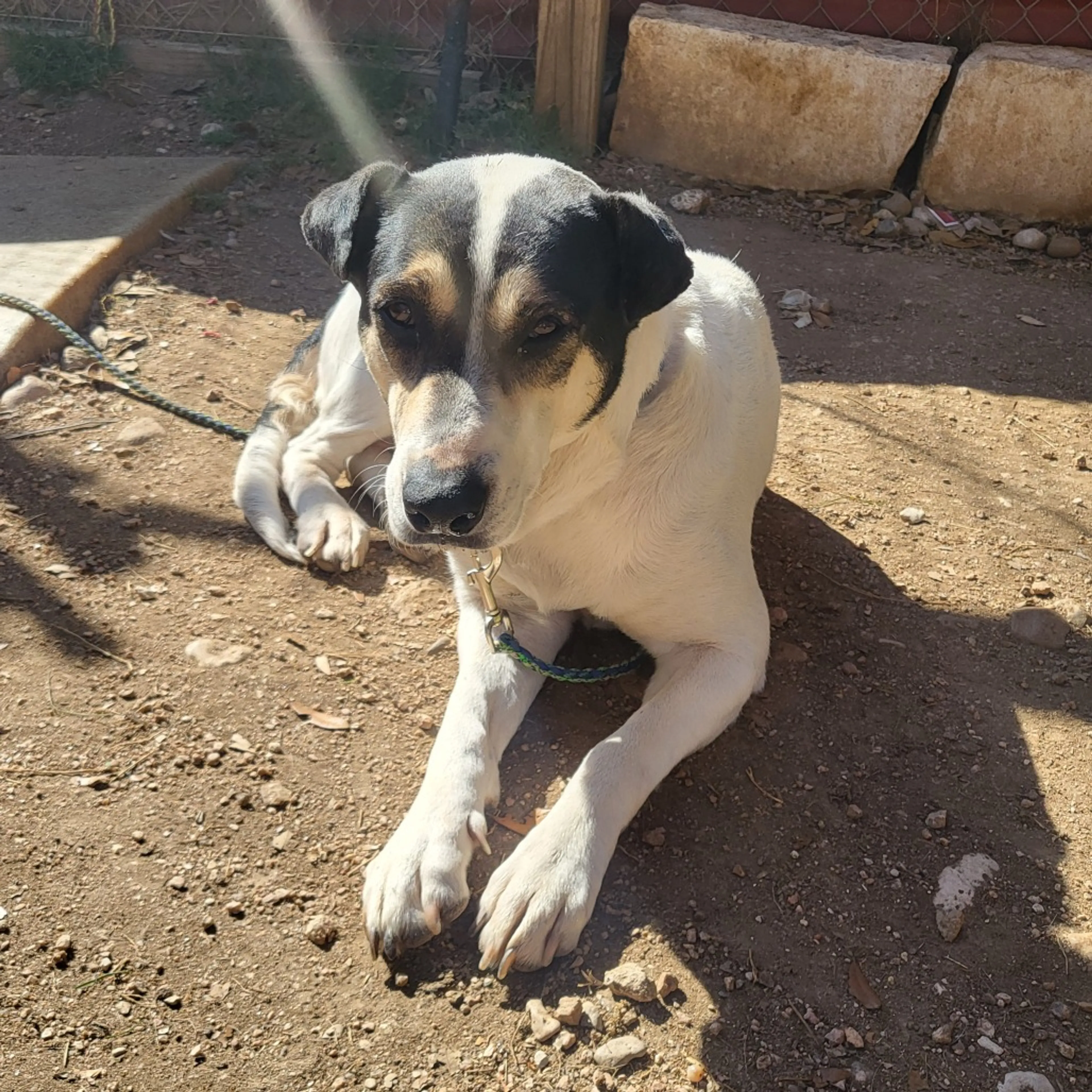 Found pet-1