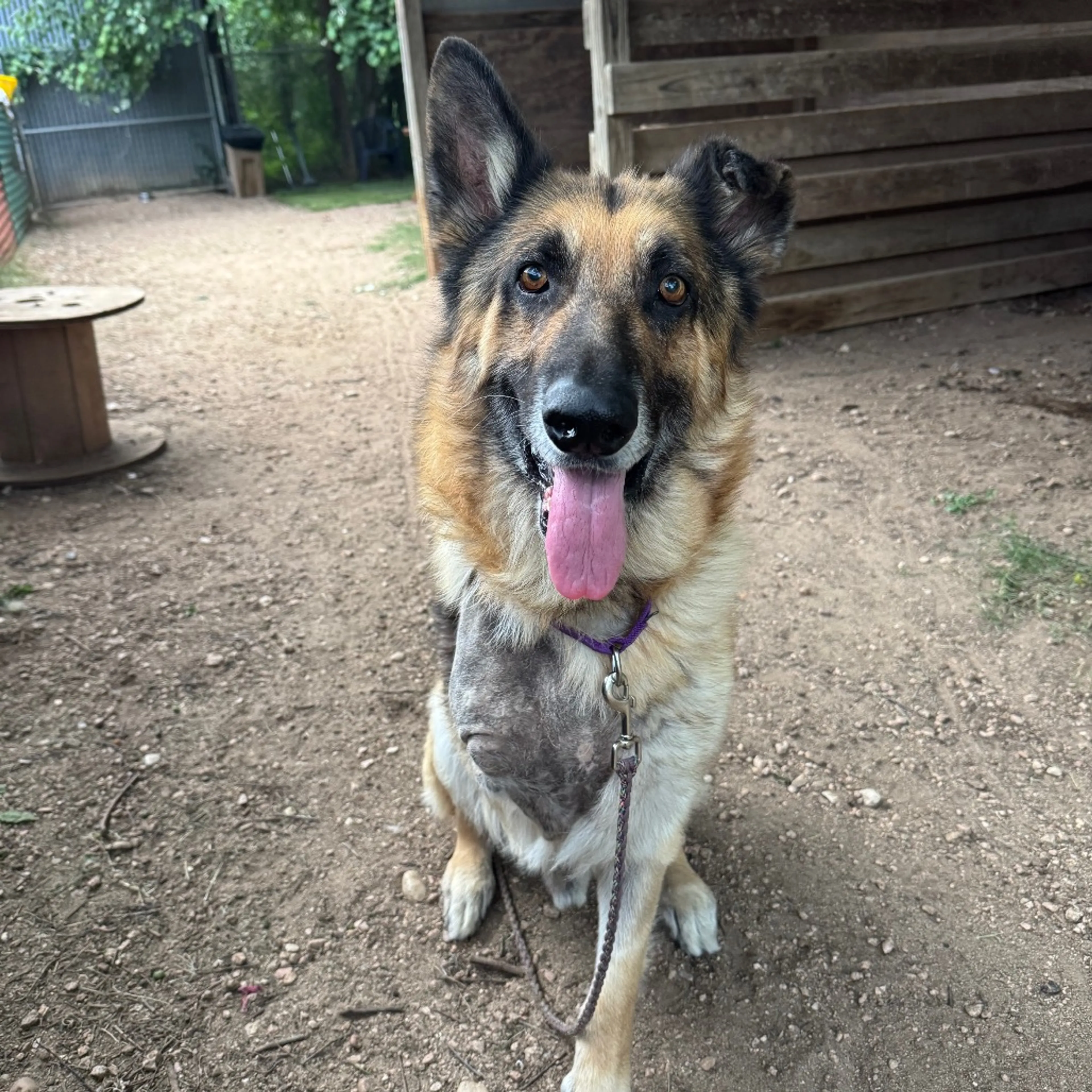Found pet-6