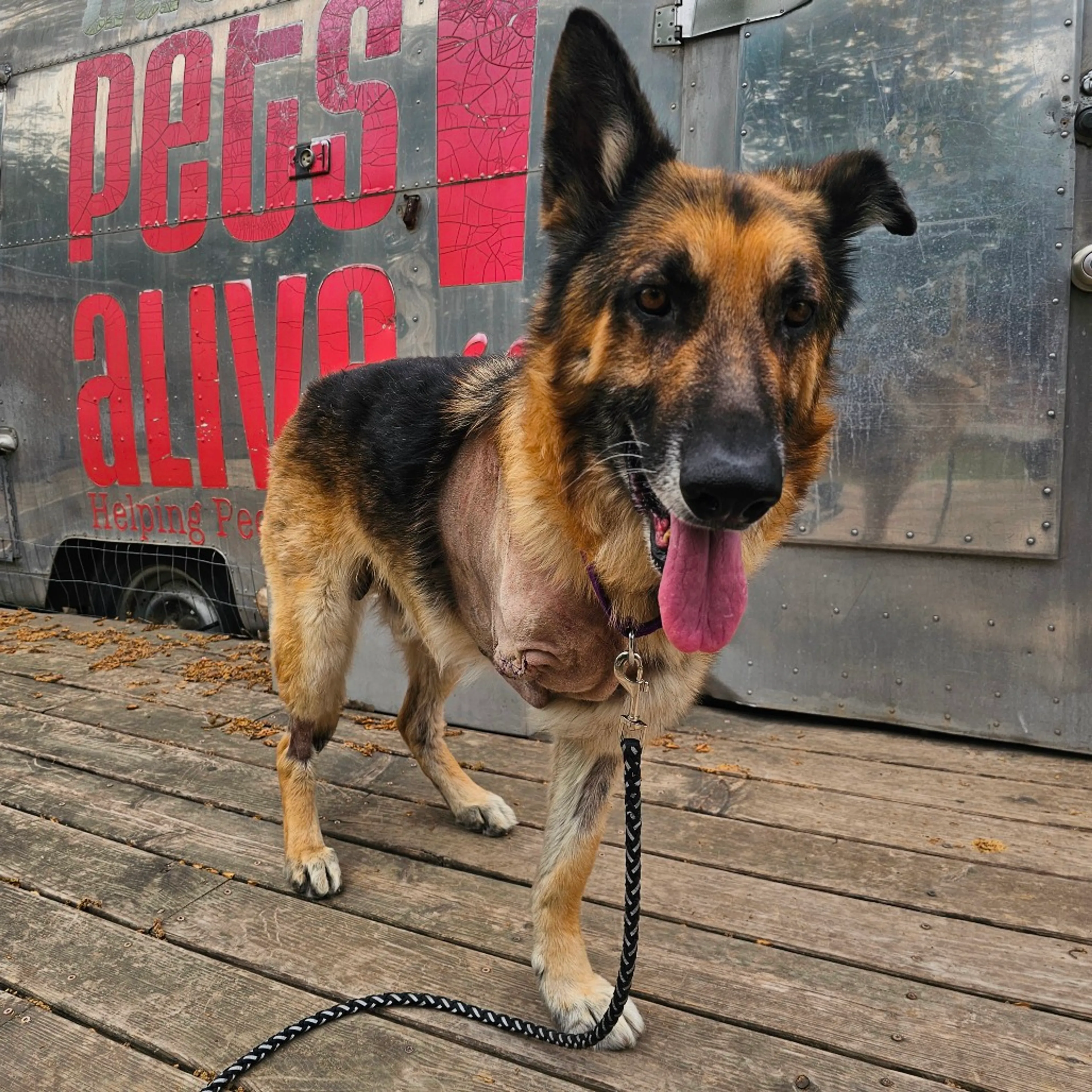 Found pet-0