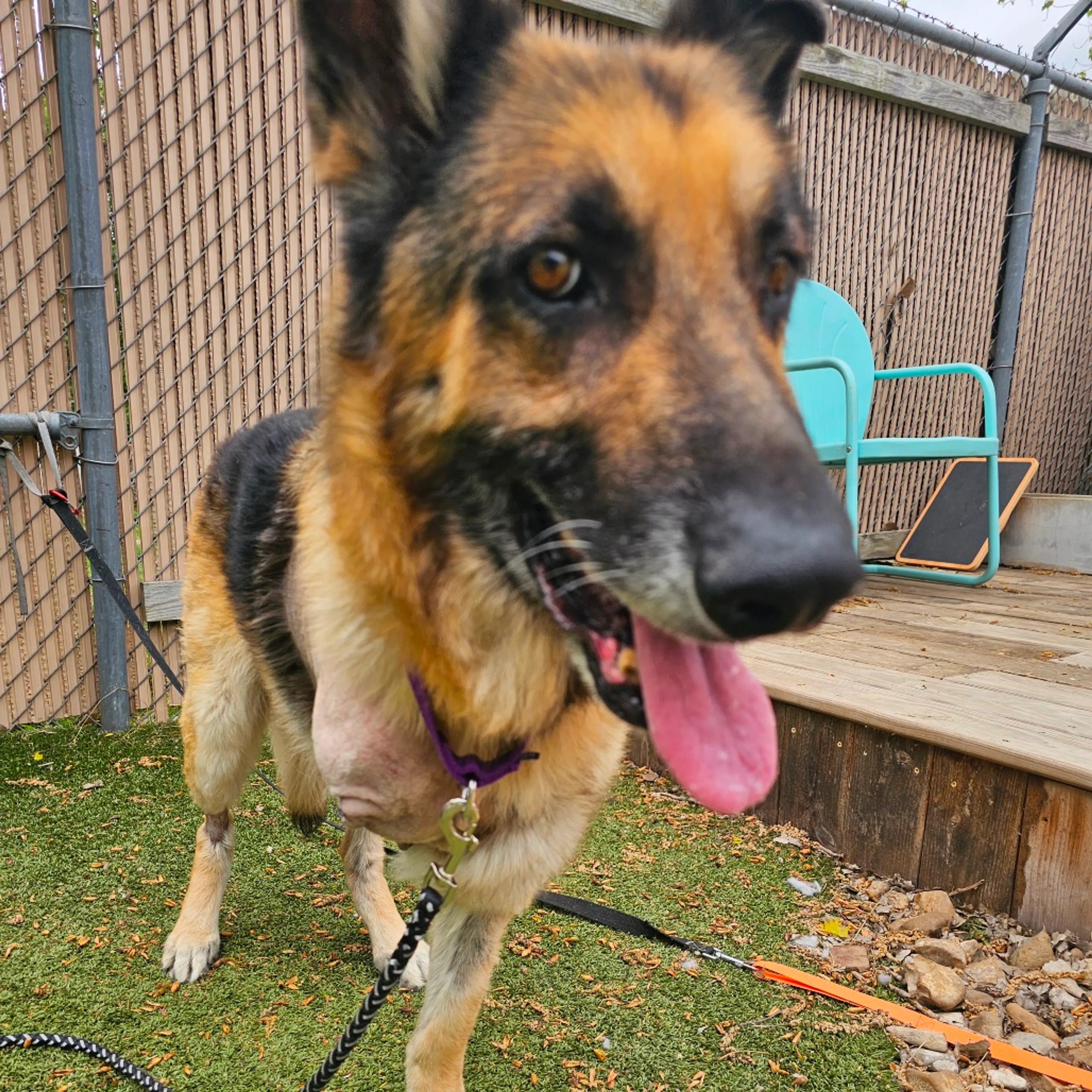 Found pet-3