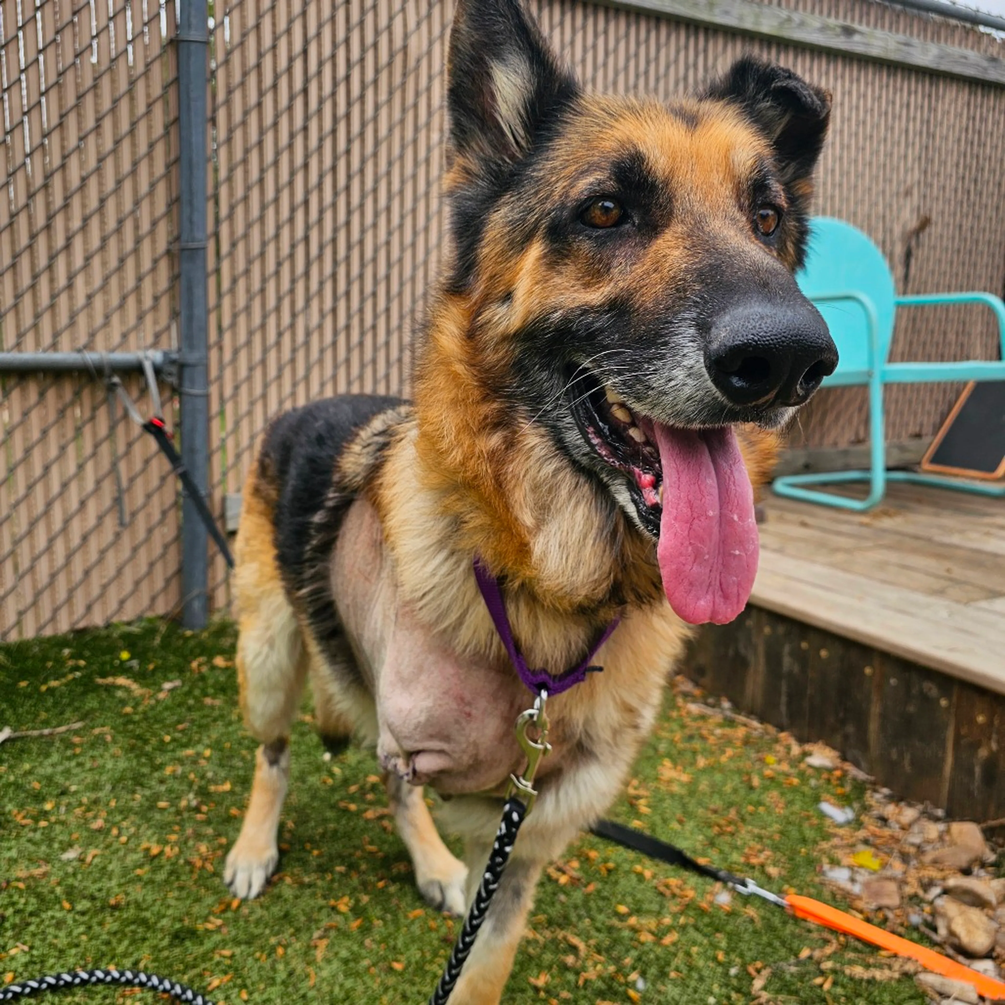 Found pet-2