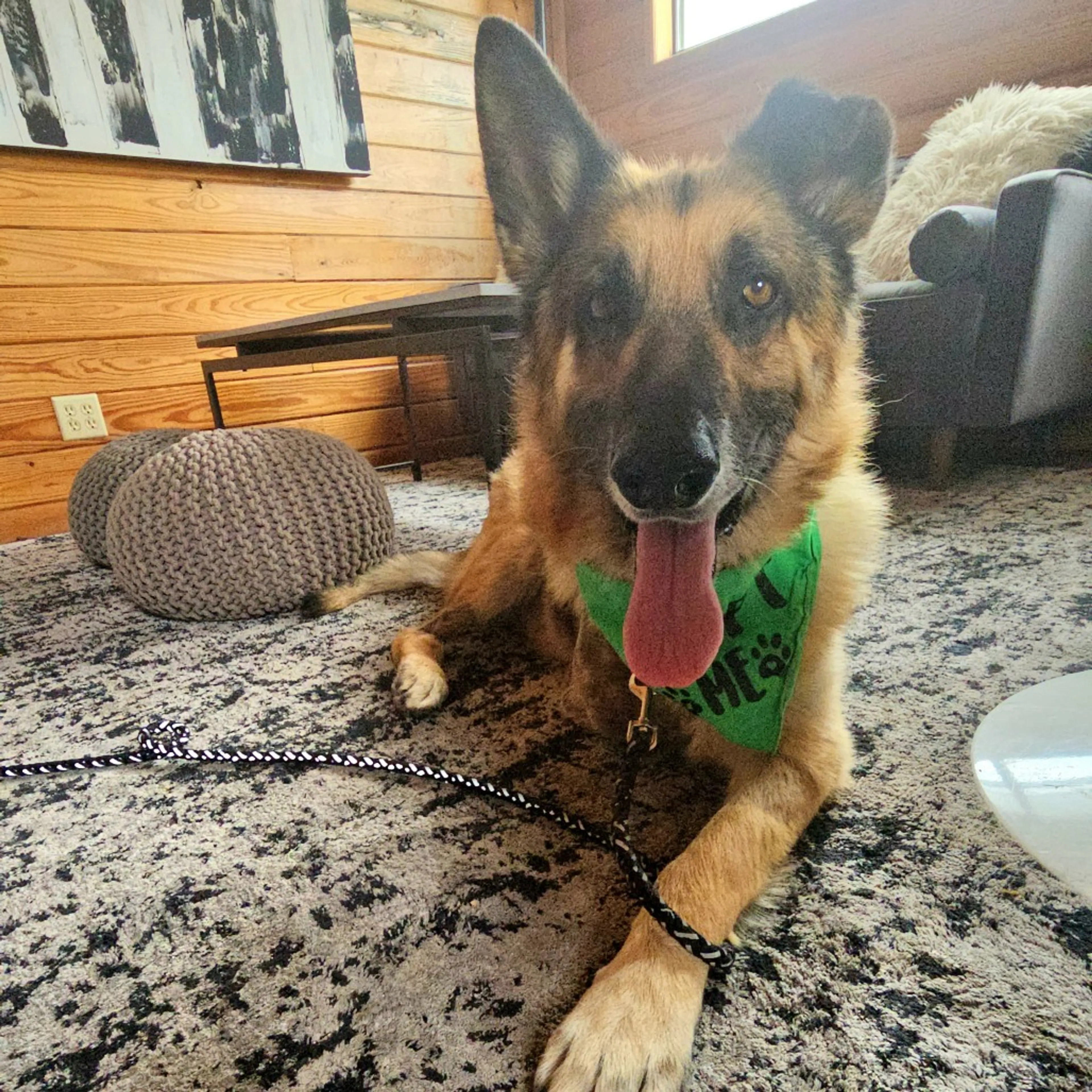 Found pet-8