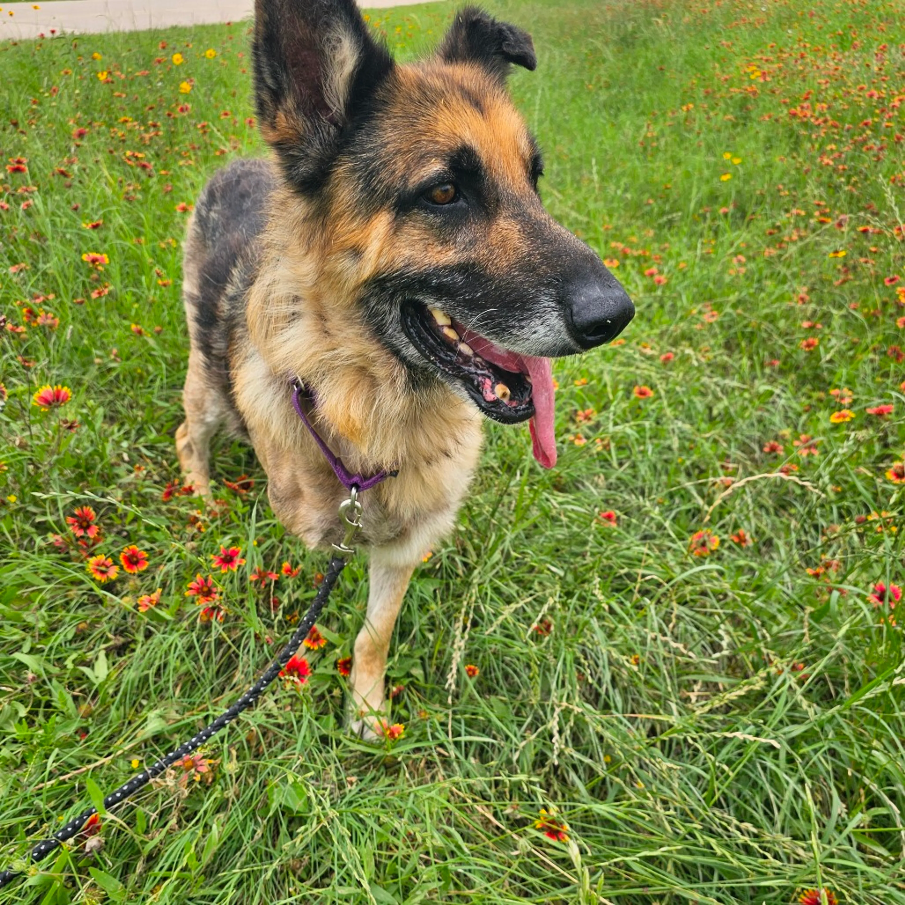 Found pet-13