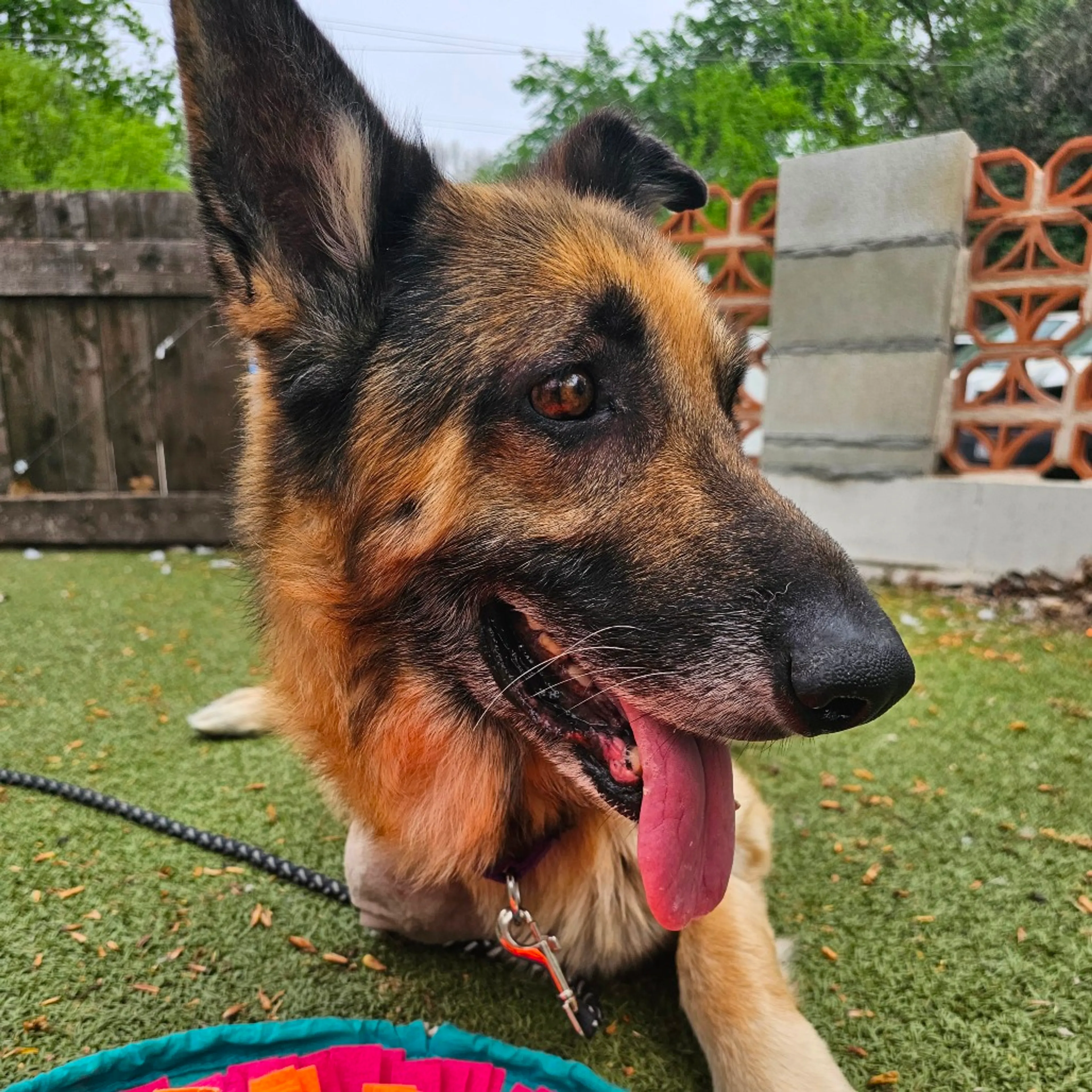 Found pet-4