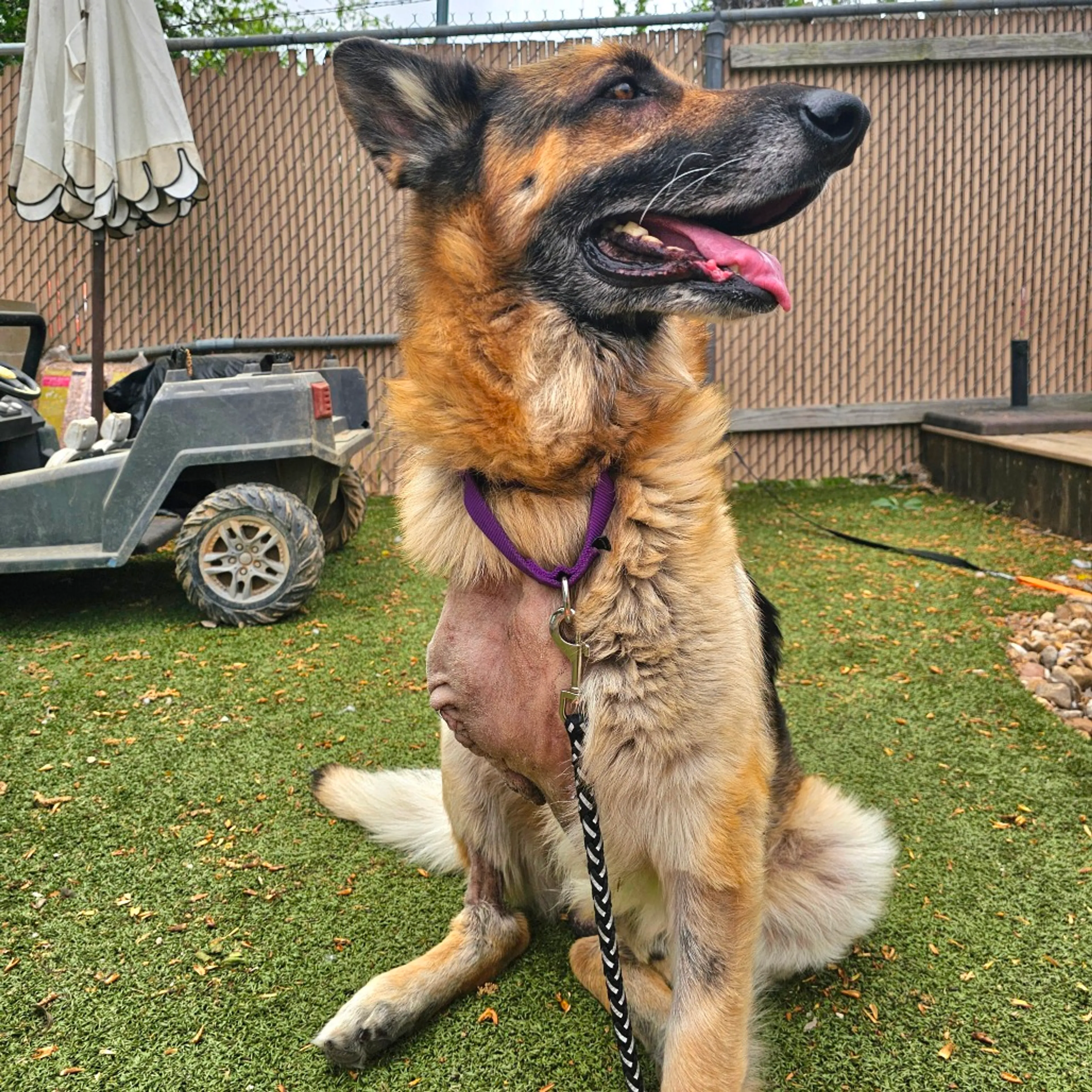 Found pet-5