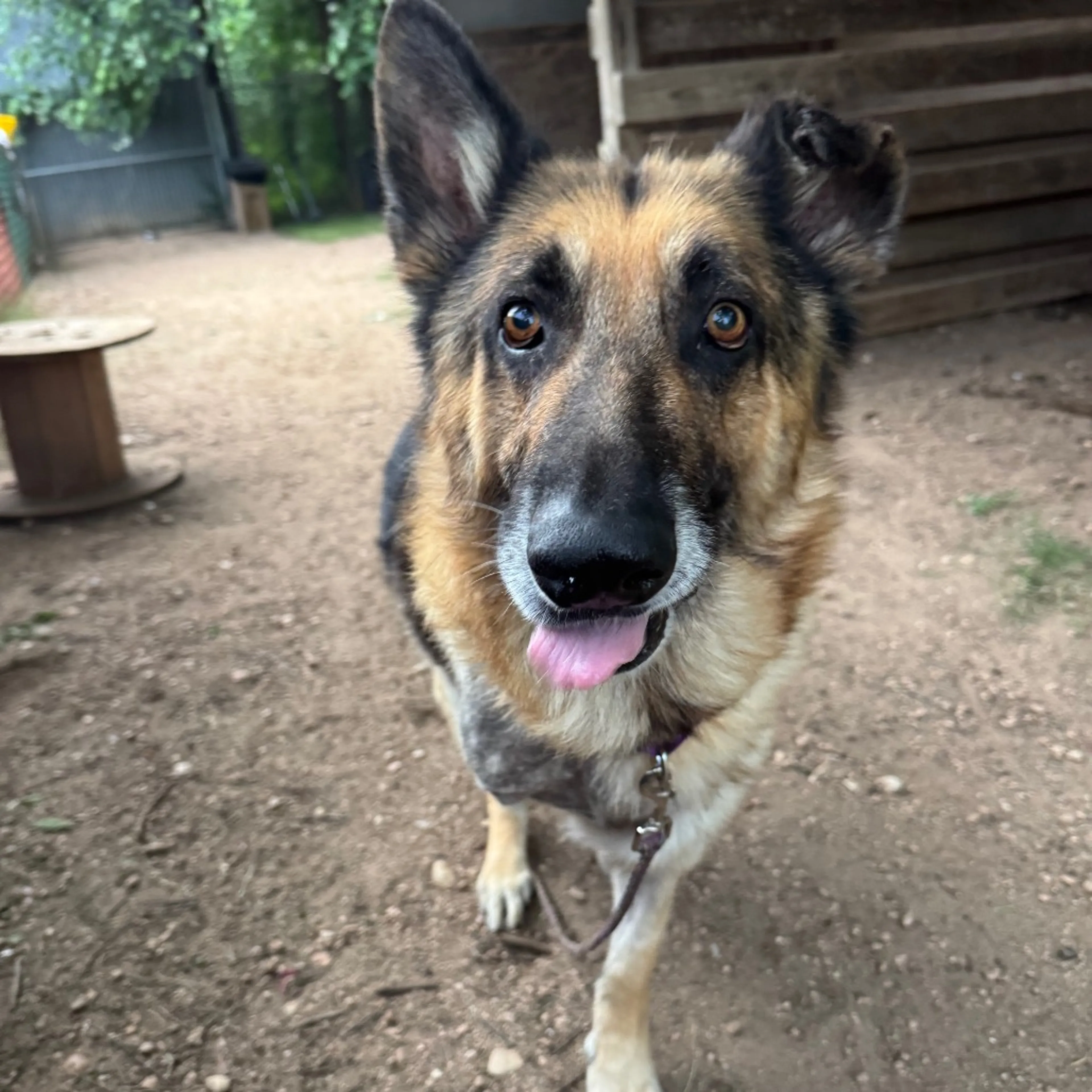Found pet-7