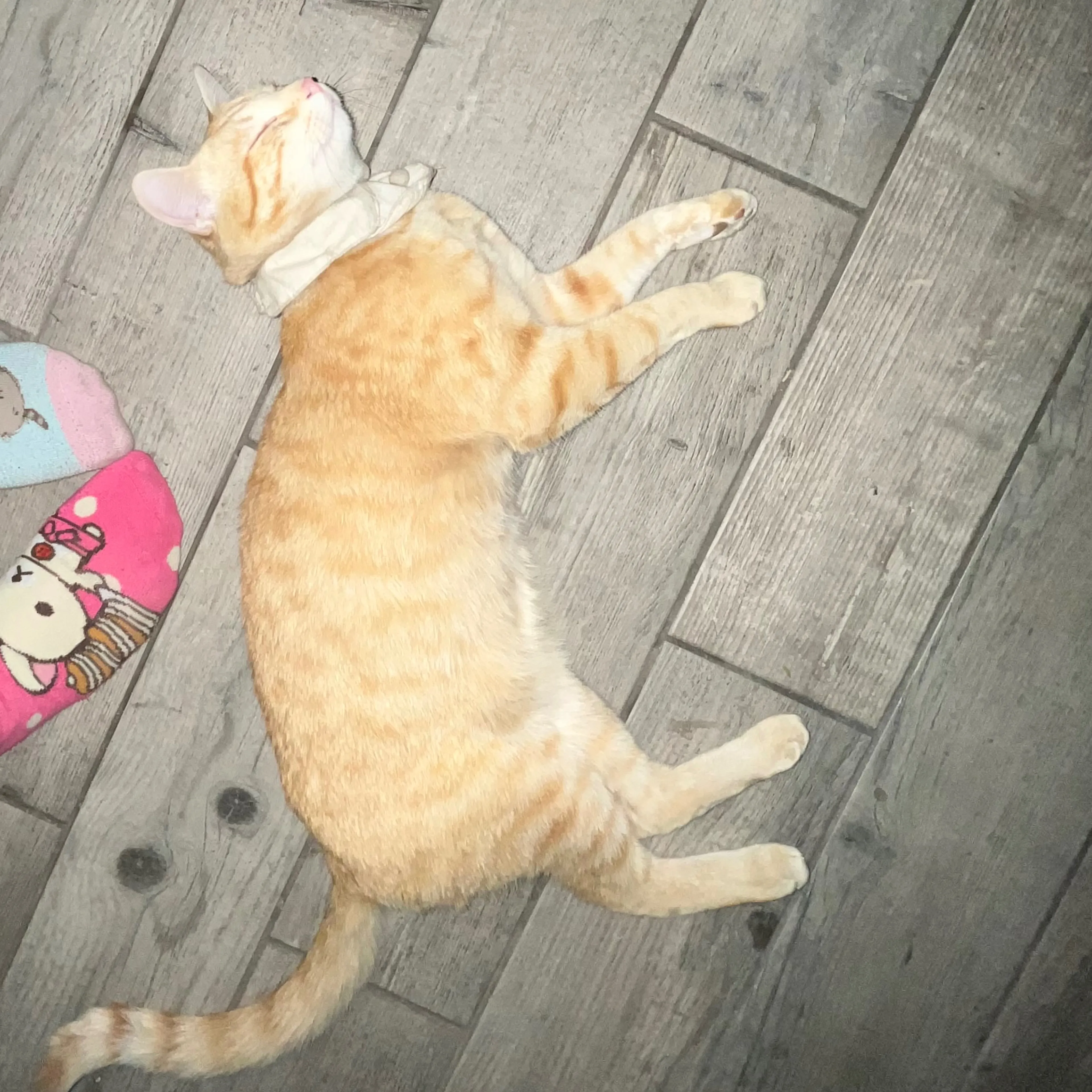 Lost pet-1
