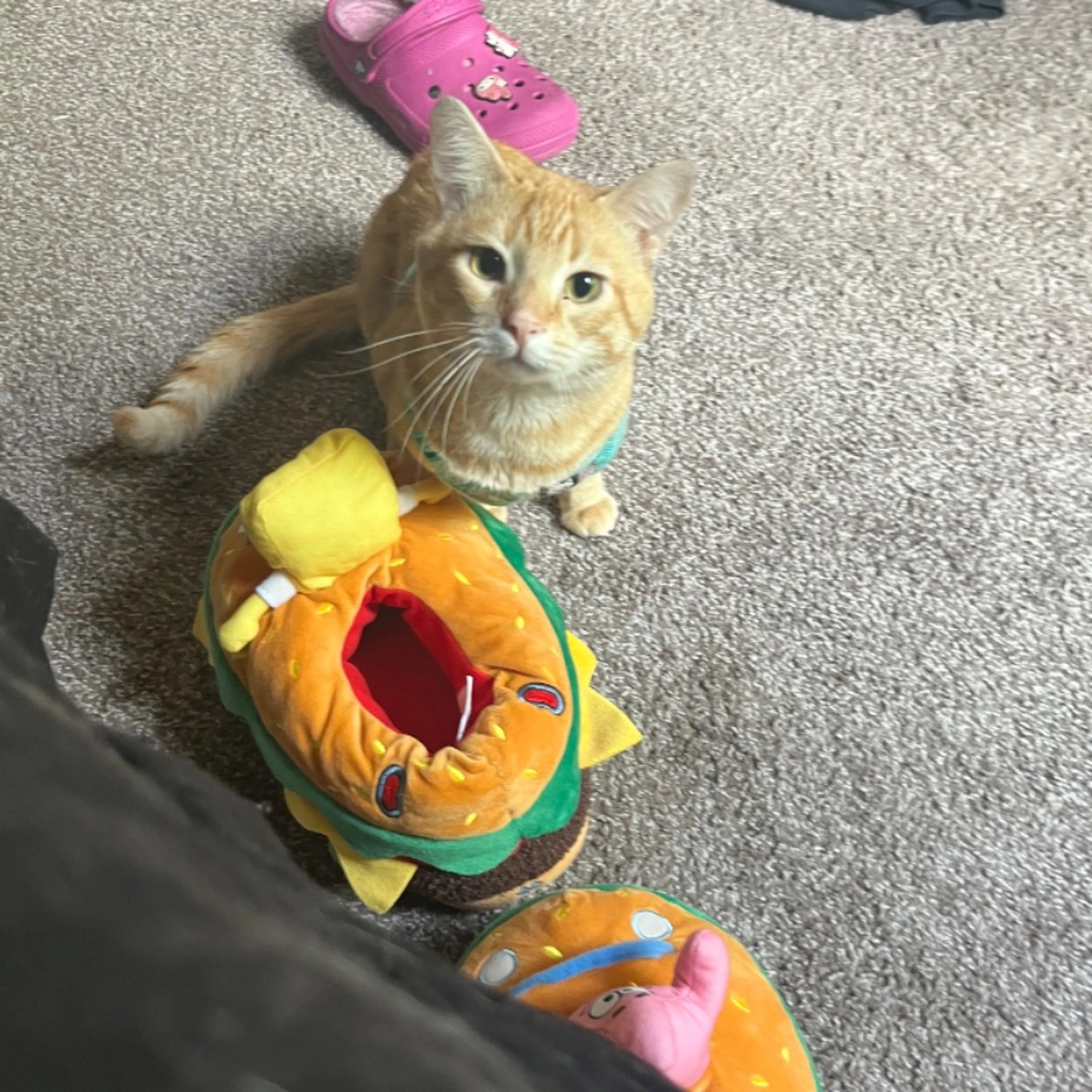 Lost pet-0