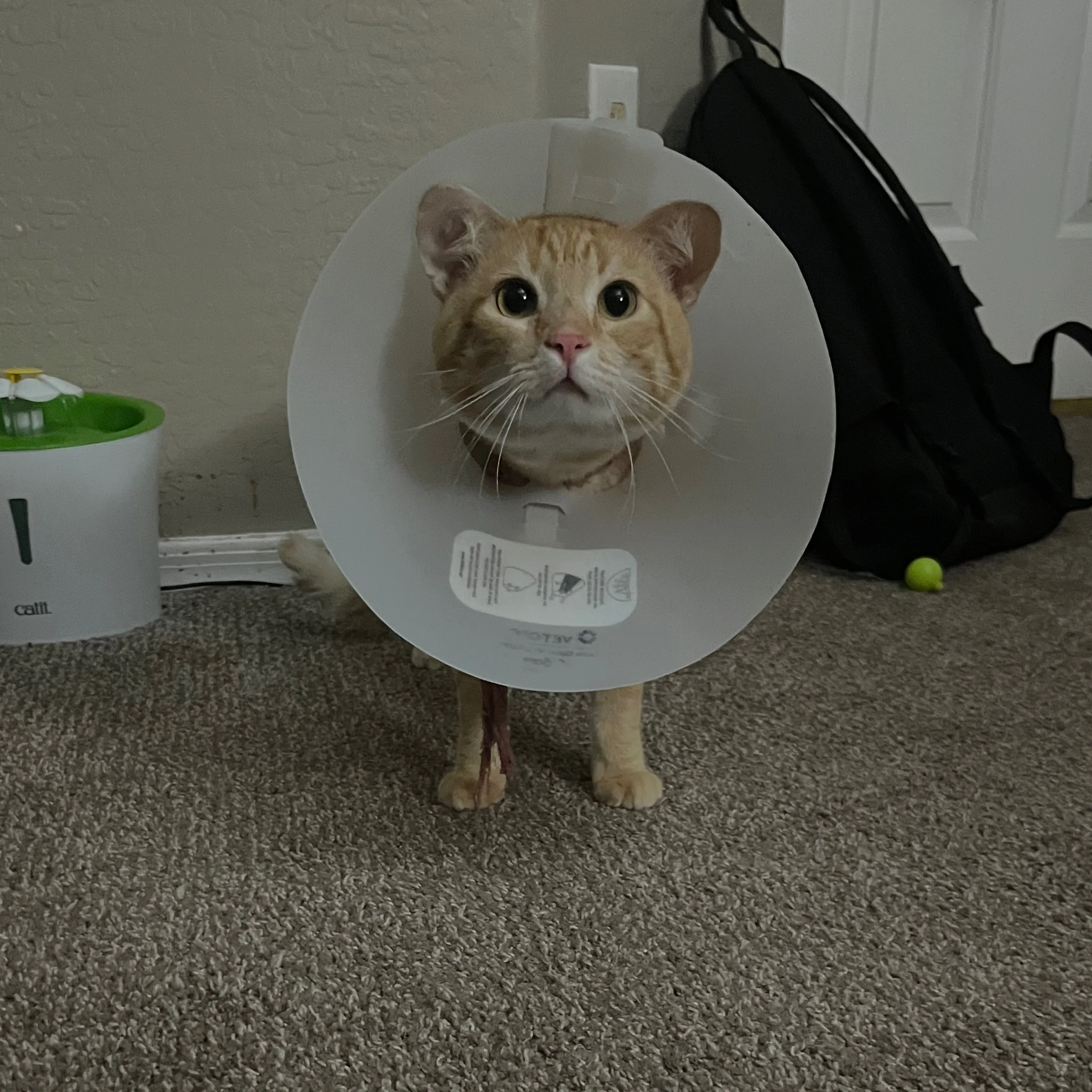 Lost pet-2