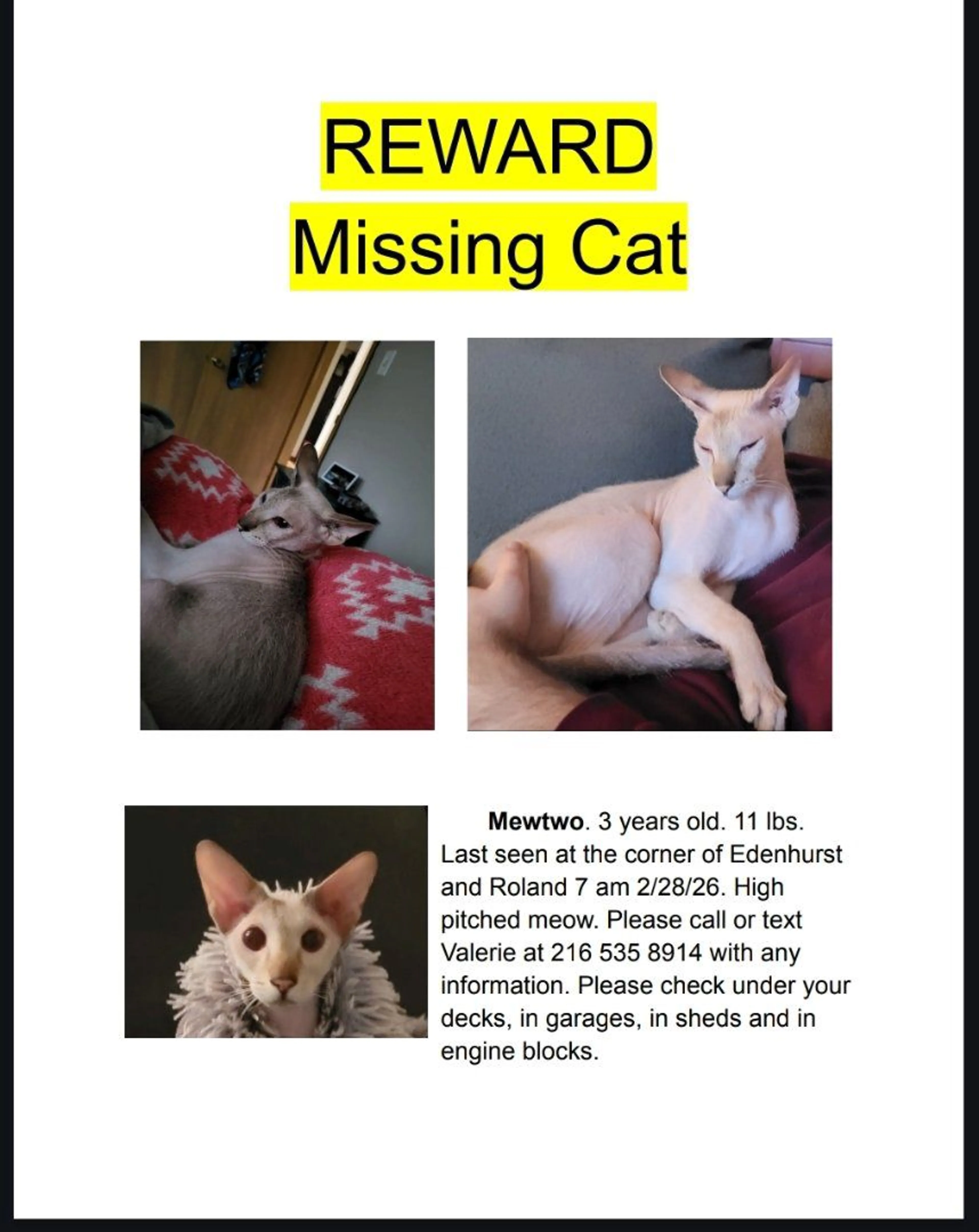 Lost pet-1