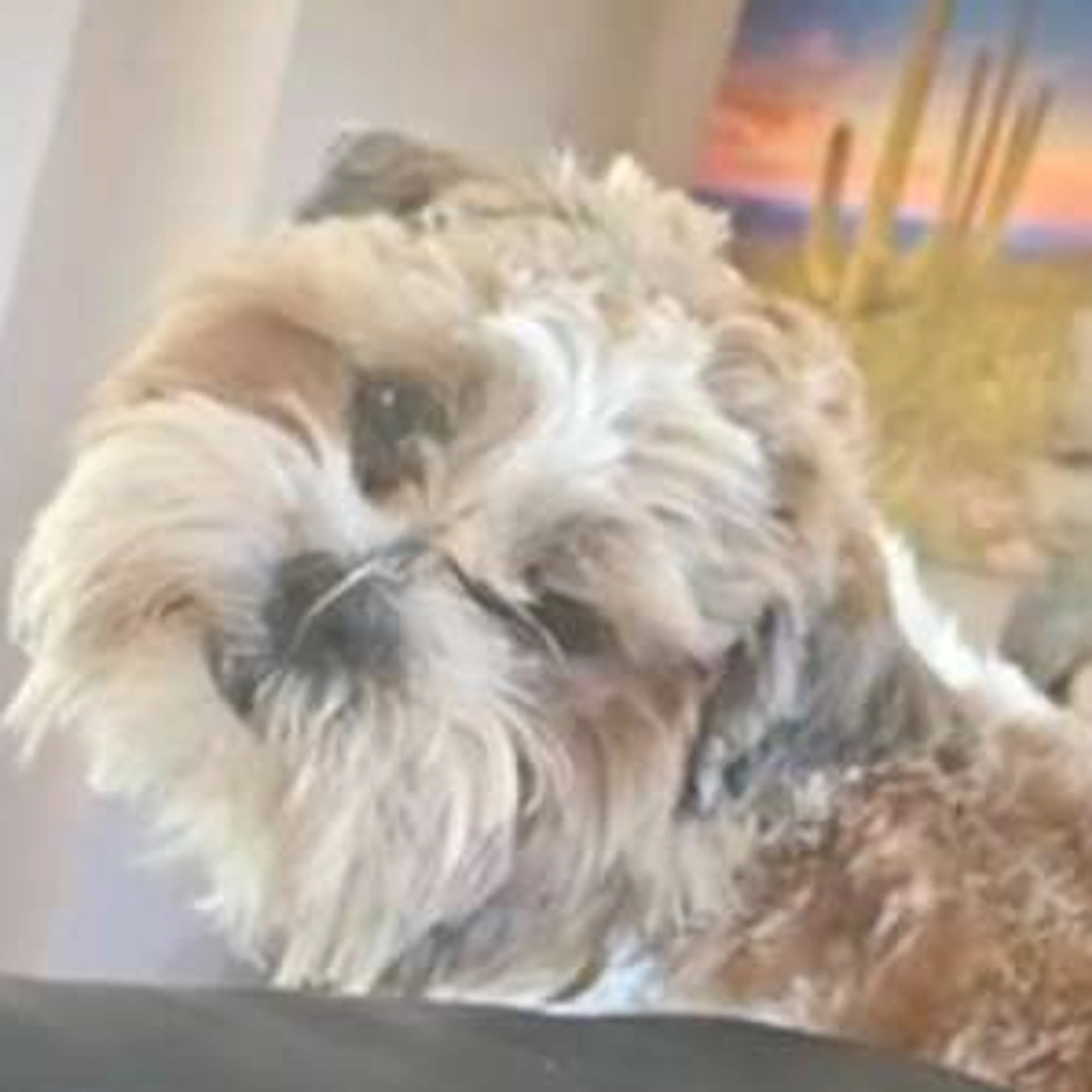 Lost pet-2