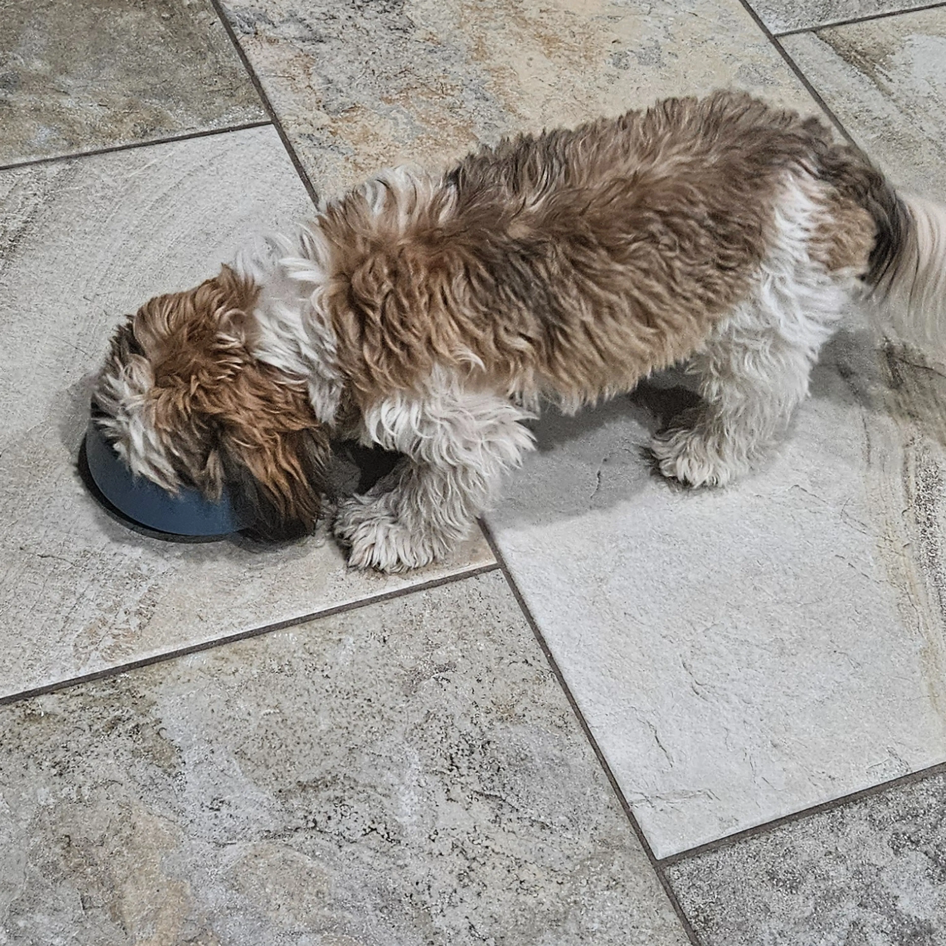 Lost pet-1